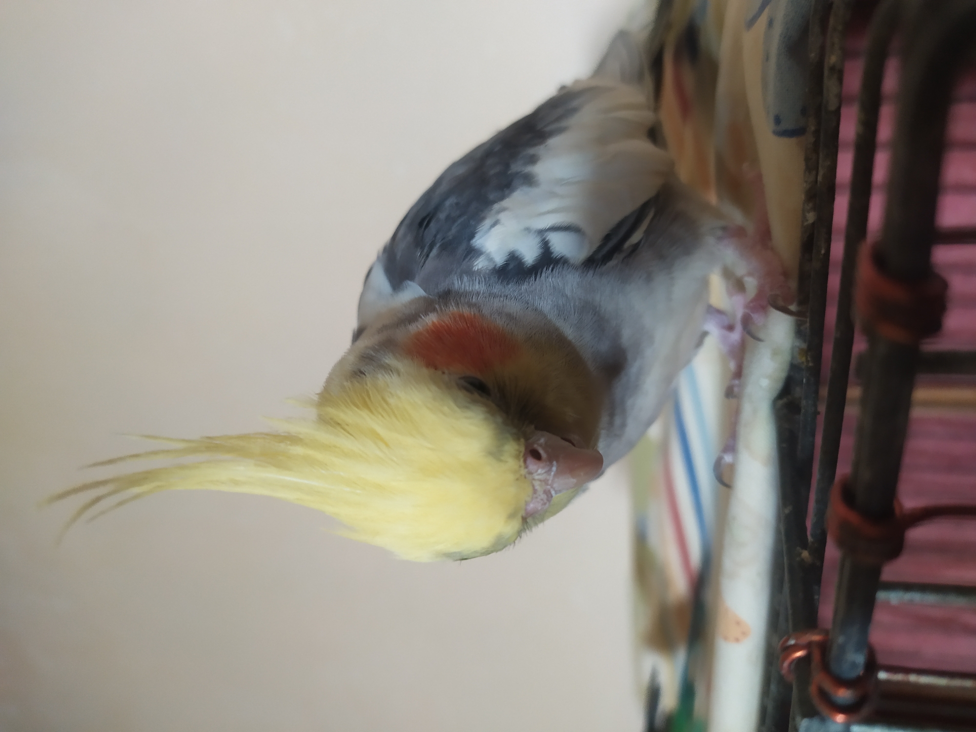 A close-up, eye-level shot shows a cockatiel perched on a wire cage in Bilajari, Azerbaijan. The bird has a yellow crest, orange cheeks, and gray and white plumage. It is looking downwards, with its head tilted. The background is a plain, light-colored wall. The cage bars are visible in the foreground, with some colorful fabric underneath the bird. The image is well-lit and sharp, highlighting the details of the bird's feathers.