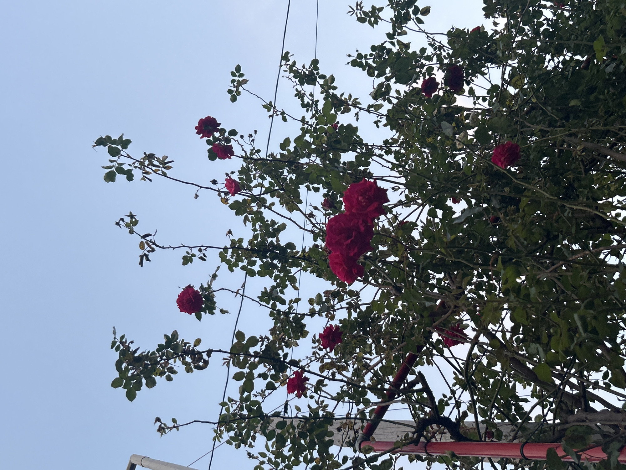 The image shows a rose bush with red roses and green leaves, set against a light blue sky. Electrical wires are visible above the bush. The location is potentially Câmara de Lobos, Portugal. A white and red support structure is visible at the bottom of the frame. There are no people visible in the image.