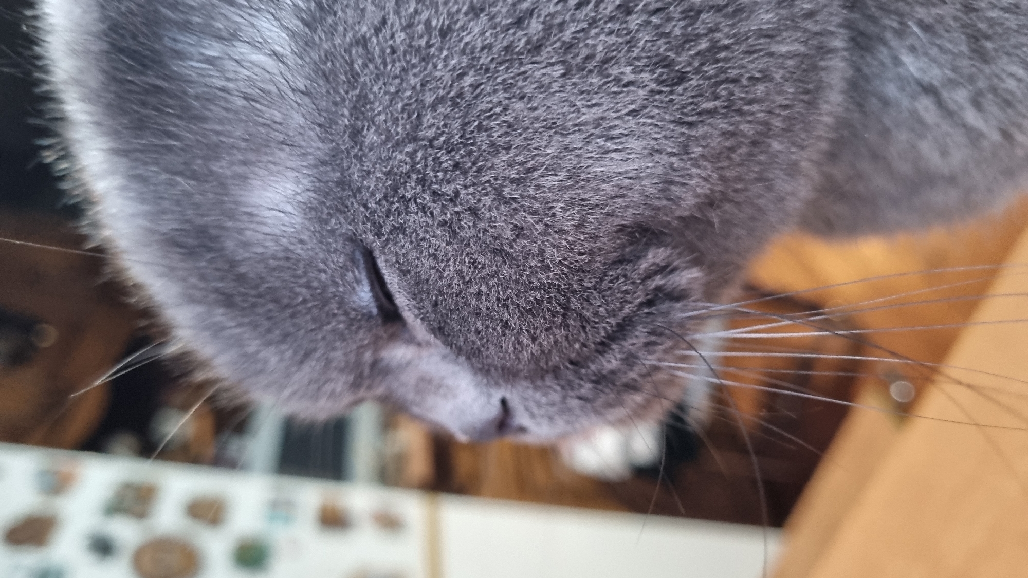 The image is a close-up, side-view photograph of a gray cat's face. The cat's eyes are closed, and its fur appears soft and dense. The background is blurred, but it suggests an indoor setting with furniture and possibly a window with decorative items. There is no visible indication of the city of Vysokoe, Russia, or any other specific geographical location. The cat is the sole subject of the image, and it is in a relaxed state.