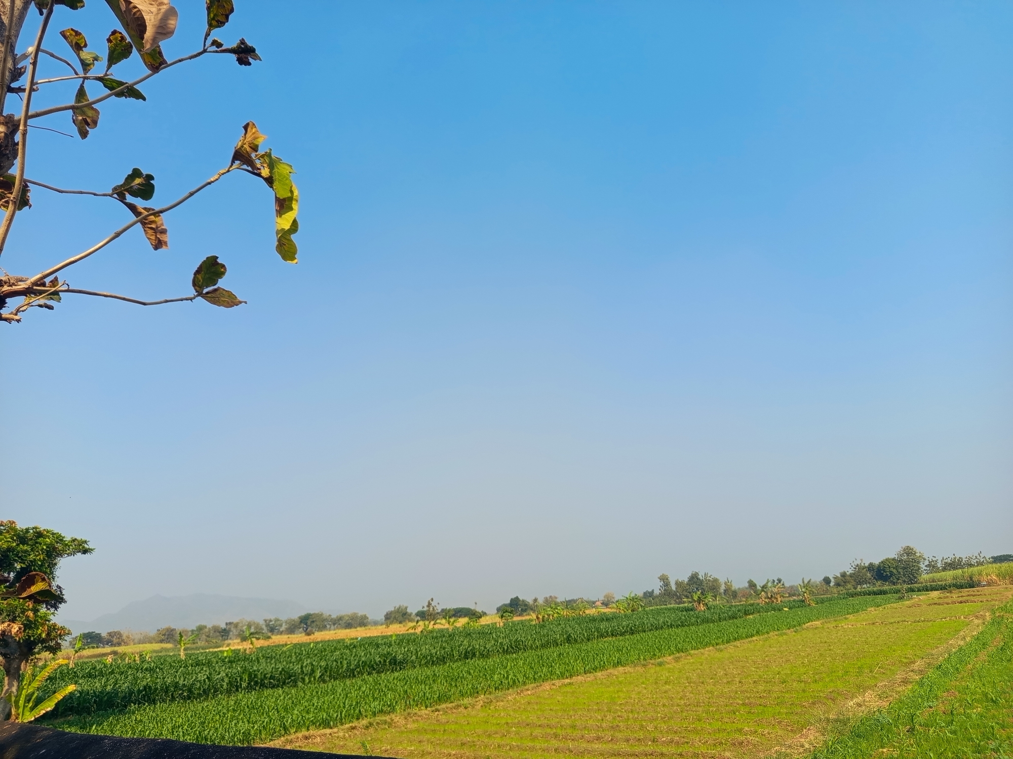 A clear, bright blue sky dominates the upper portion of this outdoor, landscape photograph. In the upper left quadrant, the branches of a tree with dry, brown and yellowed leaves extend into the frame, with a few green leaves still attached. Below the sky, a panoramic view of agricultural fields unfolds under a bright, clear sky. A lush green field of what appears to be corn, or a similar tall, leafy crop, occupies the middle ground, stretching horizontally across the frame. To the right of this field, the terrain slopes downwards, revealing a patch of shorter, lighter green grass or a different crop, and further right, more of the taller green crop is visible. In the distance, a line of trees and vegetation forms a gentle, undulating horizon, with a hazy, muted mountain range visible in the far distance. The overall impression is one of a rural landscape in Ngablak, Indonesia, bathed in the warm light of day. There are no people or animals visible in the image.
