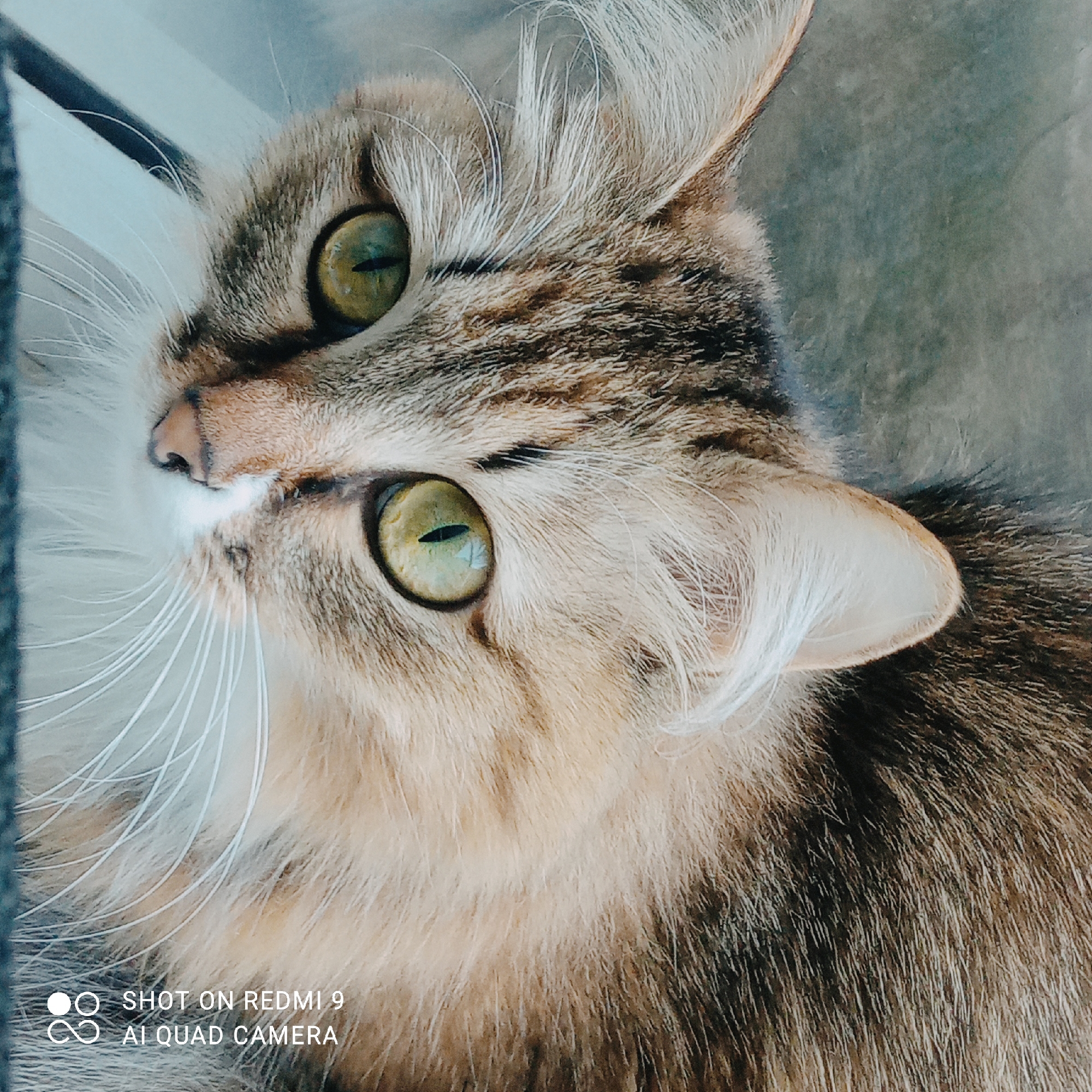This is a close-up, eye-level shot of a domestic cat's face, captured in Chaikovsky, Russia. The cat has striking green eyes, a light brown and grey tabby coat, and long white whiskers. Its fur appears soft and fluffy, with some strands sticking out, particularly around its ears and face. The cat's expression seems curious, as its gaze is directed upwards and slightly to the left. The lighting suggests it might be daytime, with natural light illuminating the scene, possibly indoors near a window.
The background is a muted, greyish texture, which could be a wall or furniture, offering little specific detail about the immediate surroundings. In the bottom left corner of the image, there is visible text overlay: "SHOT ON REDMI 9" and "AI QUAD CAMERA". This indicates the image was taken with a Xiaomi Redmi 9 smartphone. No specific activity or event is taking place beyond the cat being observed and photographed. The focus is entirely on the cat's facial features and texture of its fur.