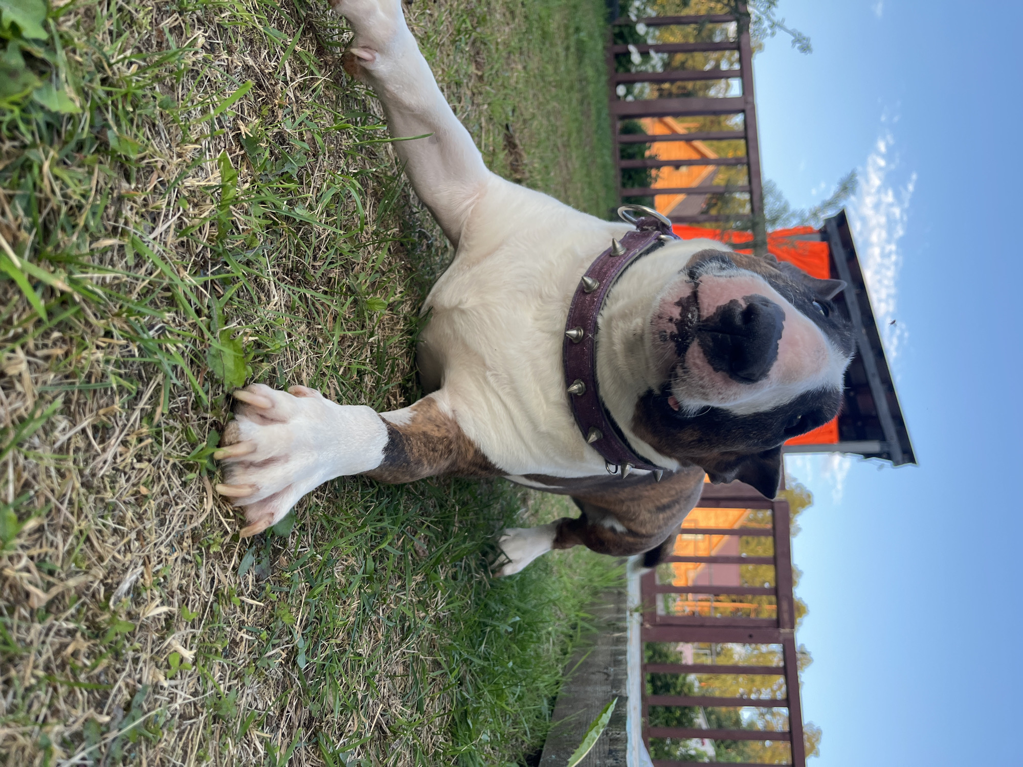 In the city of Chaikovsky, Russia, a brindle and white bull terrier lies on a grassy lawn in what appears to be a backyard. The dog is wearing a studded purple collar. Behind the dog, a wooden fence encloses the yard, and a portion of a building with an orange roof is visible. The sky is blue with scattered white clouds, suggesting it is daytime.