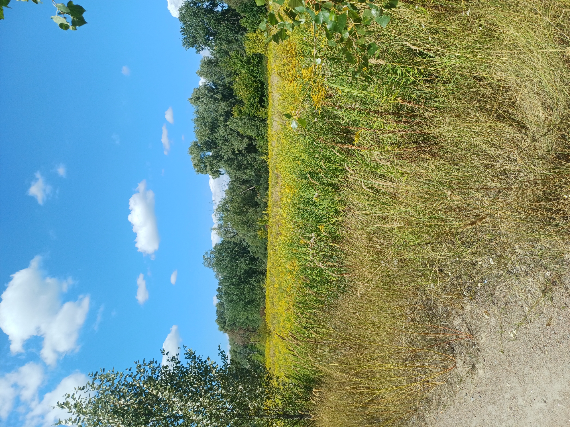 This is a landscape photograph taken in Sulymivka, Ukraine, on a clear day with a blue sky dotted with white clouds. In the foreground, a dirt path runs along the left side of the image, bordered by dry, tall grasses and some thinner, reddish-brown stalks. Beyond the path, a field of yellow wildflowers stretches across the middle ground, interspersed with green vegetation. A line of dense green trees forms the background, with some taller trees on the right. A large tree with light-colored bark and green leaves stands on the far left, partially obscuring the sky. Another tree with green leaves is visible in the upper right corner of the image. The overall scene depicts a natural, rural environment.