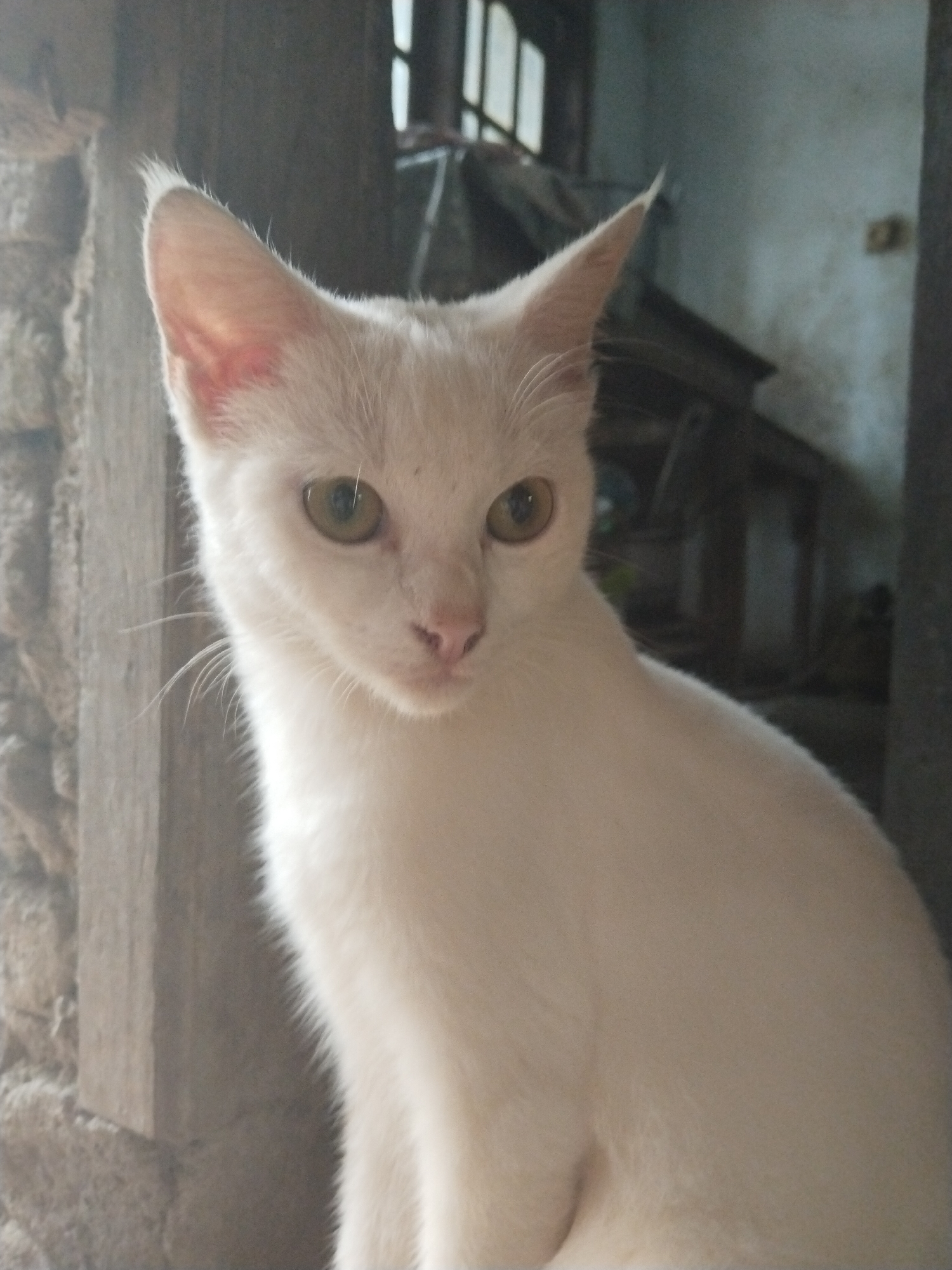 A close-up shot shows a white cat indoors. The cat has short white fur, pointed ears, and light-colored eyes. It is positioned near a window with a rustic wooden frame. The background includes an indistinct room interior with furniture partially visible. The location is Unknown, Unknown.