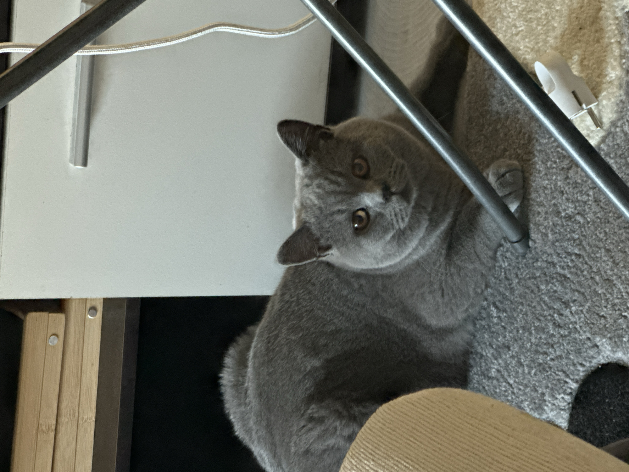This media file captures a close-up, sideways view of a fluffy, grey British Shorthair cat. The cat is the sole subject of the image and appears to be lying down on a textured, grey carpet. Its body is mostly visible, with its head turned towards the viewer, revealing large, round eyes with amber irises. The cat's ears are pointed and slightly angled forward.
The setting seems to be indoors, possibly a living room or bedroom, given the presence of the carpet and what appears to be furniture elements. There are metal poles or frames in the background, one of which is in sharp focus, running diagonally across the image. A white cable is also visible, running across the top of the frame, and a small white object, possibly a cable clip, rests on the carpet near the metal pole. Another element in the lower left of the frame suggests wooden furniture or shelving.
The lighting suggests an indoor environment, perhaps with ambient light rather than direct sunlight, as there are soft shadows. The cat's expression is one of curiosity or mild alertness, with its gaze directed at the camera. No specific activity or event is taking place; the image appears to be a candid shot of the cat in a relaxed pose. There is no visible text in the media file.