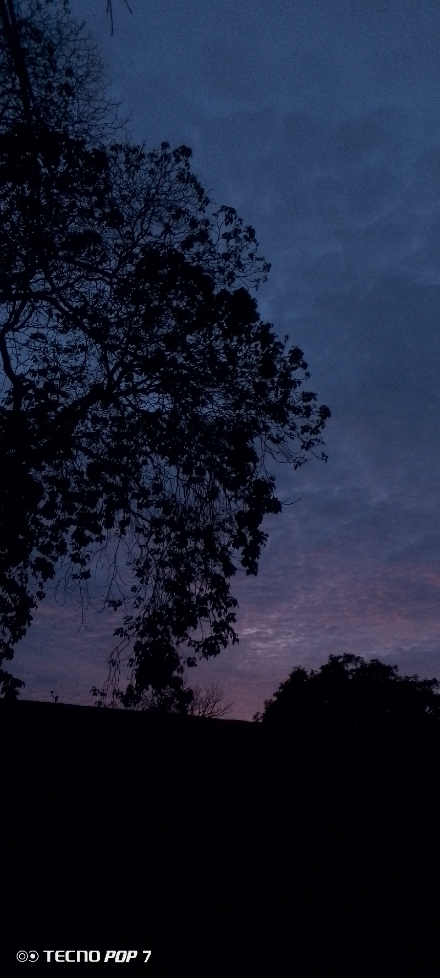 The image depicts an outdoor, low-light twilight scene over the city of Altagracia, Venezuela. A large, dark-silhouetted tree occupies the left half of the frame, its numerous branches and some visible foliage extending from the upper-left corner downwards. The sky, which fills the majority of the image, presents a gradient of colors, transitioning from a dark indigo-blue at the top to lighter shades of purple and distinct pinkish-purple cloud formations towards the lower right, indicating either sunrise or sunset. Along the bottom, a dark, undulating horizon line, likely representing distant terrain or structures, is visible, with several smaller, silhouetted tree forms, including one with bare branches, discernible against the twilight sky. No human subjects or animals are present. A "TECNO POP 7" watermark is located in the bottom-left corner of the image.