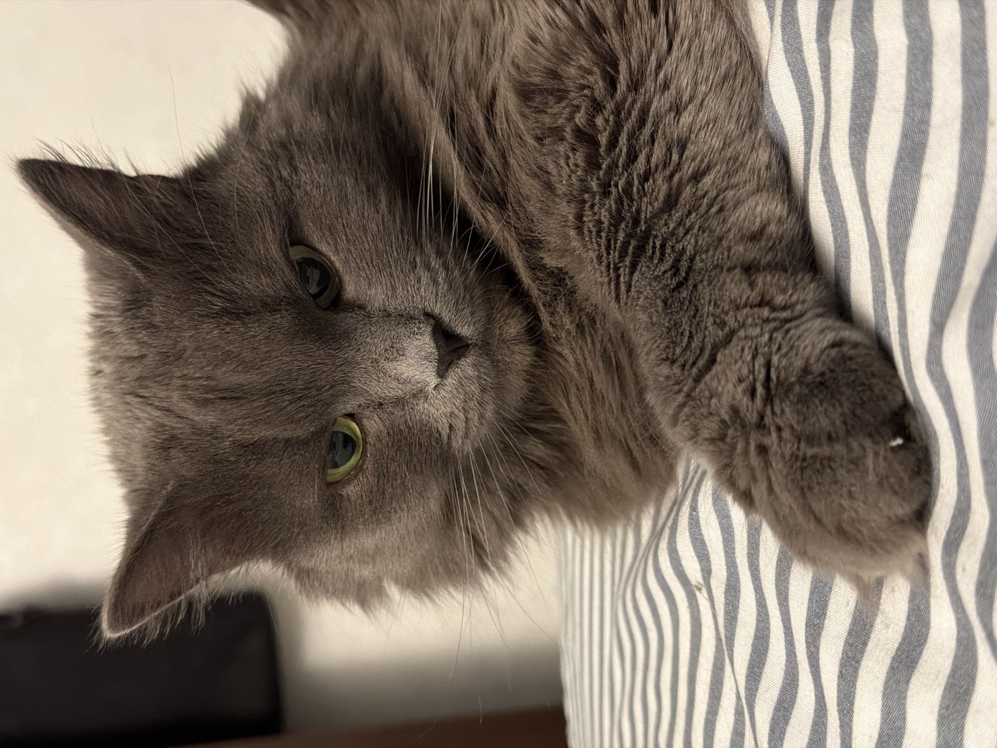 A gray cat with green eyes is lying on a blue and white striped cushion. The cat is facing the camera and has a relaxed expression. The background is out of focus. There is no indication this image was taken in Chaikovsky, Russia.