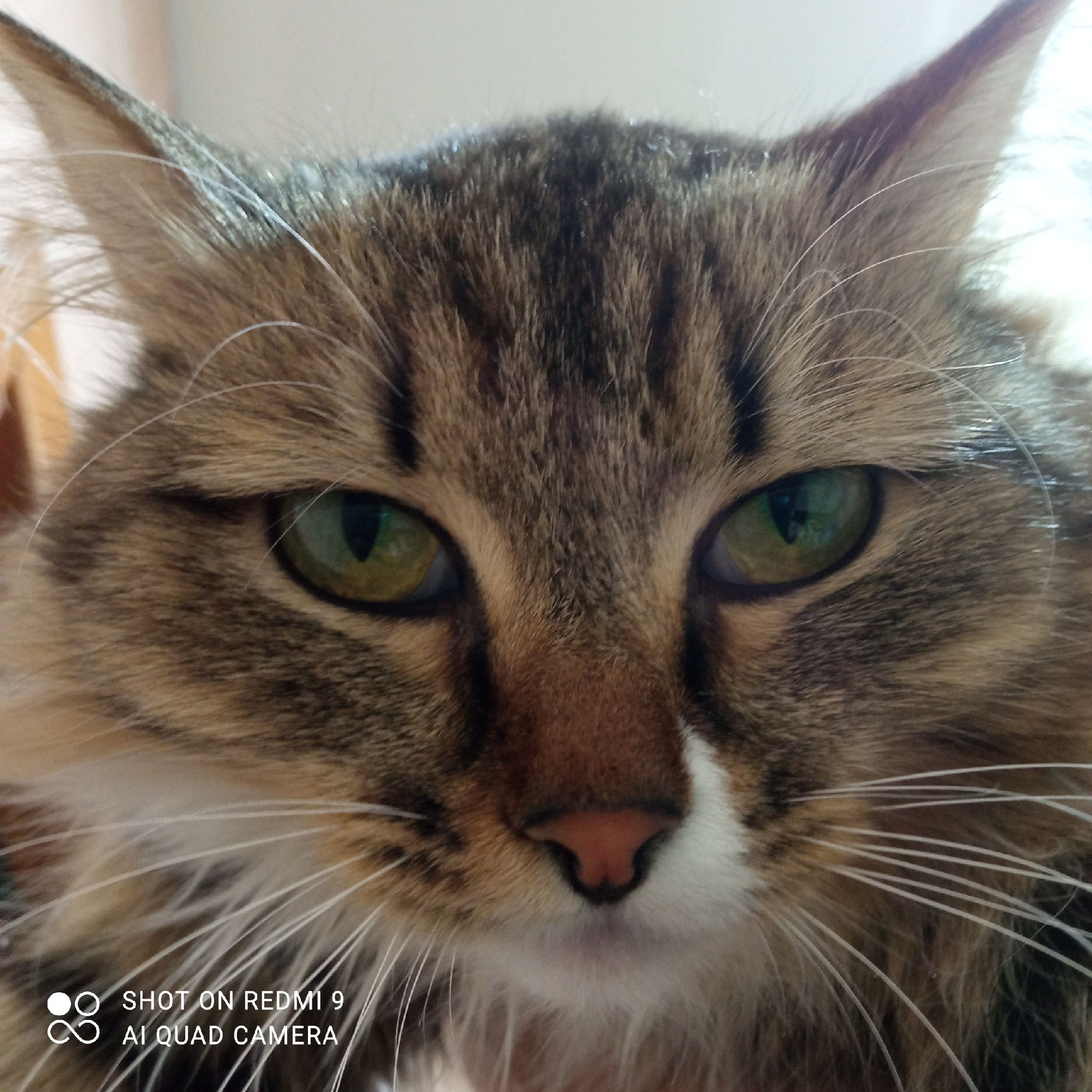 Close-up shot of a tabby cat's face with green eyes, brown and black striped fur, and white whiskers. The cat's nose is pink. The image contains a watermark indicating it was "SHOT ON REDMI 9 AI QUAD CAMERA." The location is not identifiable from the image.