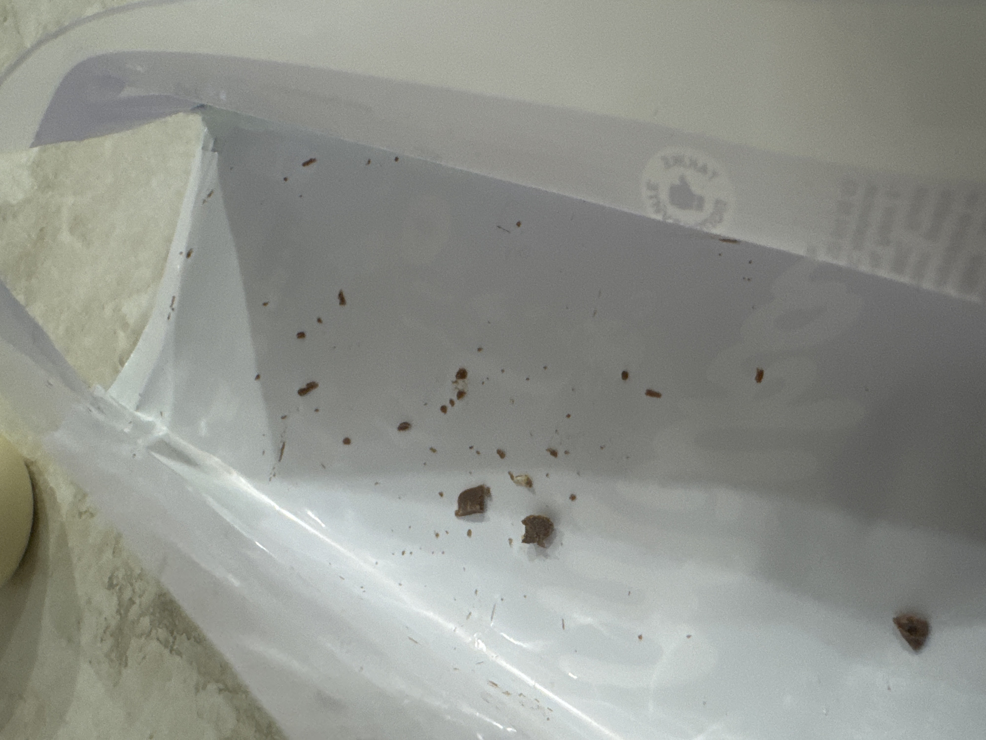The image shows the inside of a white plastic bag with several small brown crumbs scattered throughout. The crumbs appear to be food particles. A light-colored, possibly beige, object is partially visible in the upper left corner. The bag is placed on a textured, light-colored surface, possibly a countertop. There is no visible indication of the location being Saratov, Russia.