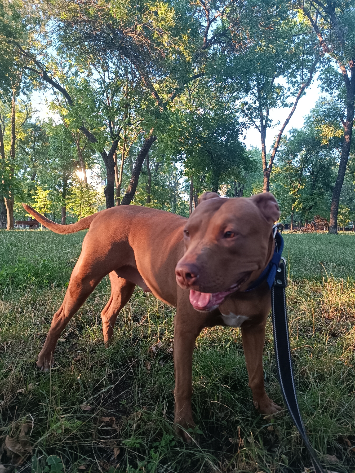 A medium shot captures a muscular, brown-coated dog standing on grass in a park. The dog, wearing a blue collar and leash, faces to the right with its mouth open and tongue out. Its tail is held high and curved. Behind the dog, a sunlit expanse of green grass is dotted with trees, some with their leaves illuminated by the sunlight. In the distance, a park bench with a person sitting on it is visible. The background transitions into a dense forest of trees under a bright sky. The overall scene suggests a pleasant day in a park.