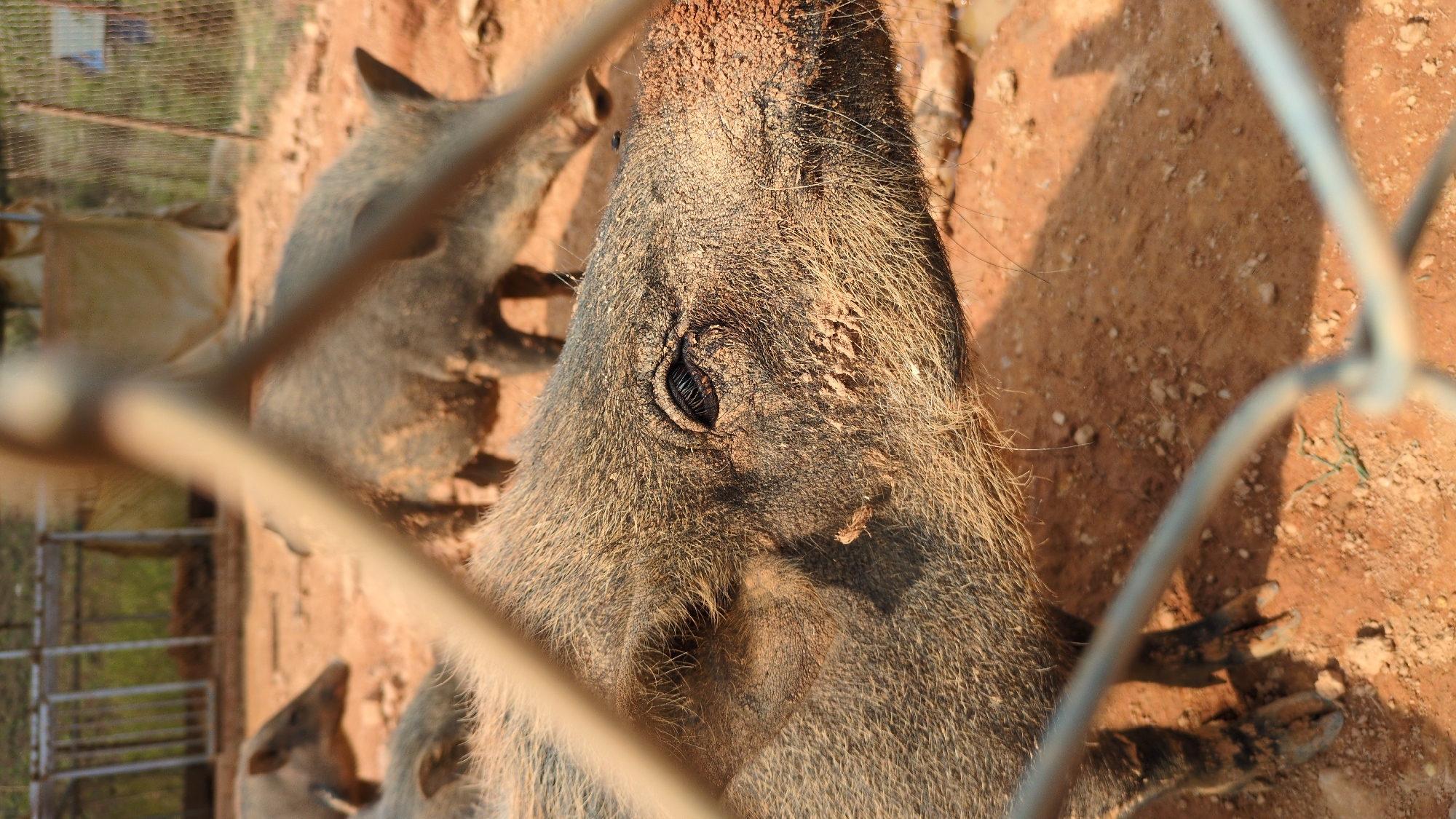 Captured through a wire fence, the image focuses on a group of wild boars in an enclosure at an unspecified location in Lạc Dương, Vietnam. The foreground features a boar's head in close-up, revealing bristly fur and a muddy snout. Behind, several other boars are partially visible in a dusty, dirt-covered environment. The enclosure's wire mesh distorts the view of the background.