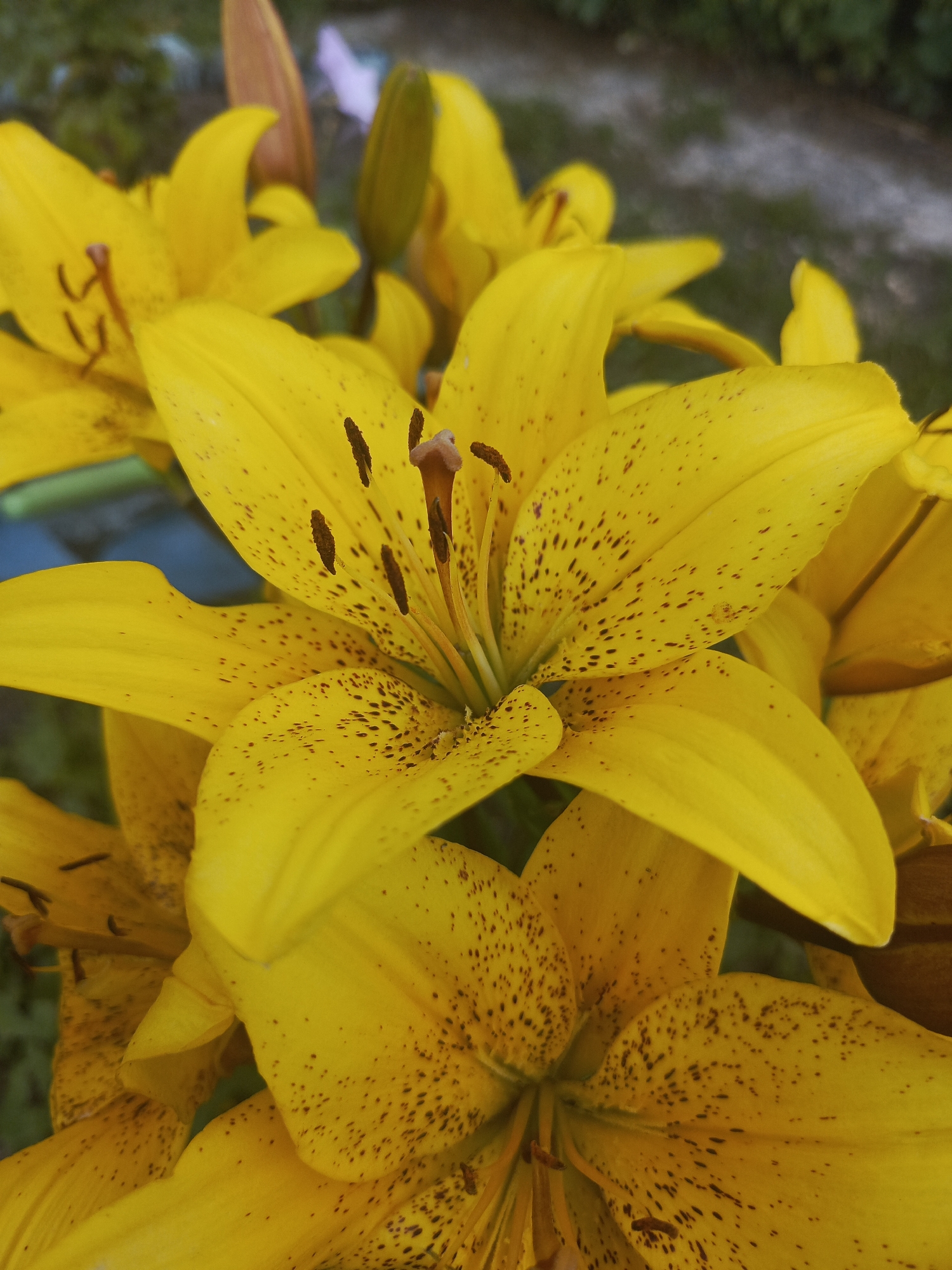 This close-up photograph captures a cluster of bright yellow lily flowers in full bloom. The petals are delicate and unfurled, revealing dark brown speckles scattered across their surfaces. The stamen and pistils are visible in the center of each flower, adding to the intricate detail. The background is softly blurred, showing hints of green foliage and what appears to be a gravel path or ground, suggesting an outdoor setting, likely a garden. The lighting appears natural, suggesting it was taken during the daytime. The focus is entirely on the vibrant yellow lilies, highlighting their natural beauty and texture. There is no visible text in the image.