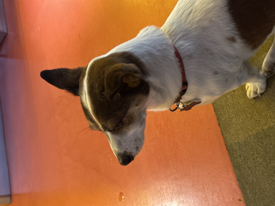 A medium-sized dog, exhibiting a white and brown coat, is depicted in profile, facing left, while seated on a dark green carpet. The dog possesses a predominantly white body, a brown patch covering its head including both erect, pointed ears, and extending along its back. A distinct white stripe runs medially down its forehead and snout. It wears a thin red collar, from which two metallic tags are suspended by a black split ring. The immediate background is composed of a smooth, brightly lit orange-red floor, which abuts the dark green carpet in a straight horizontal line. Several small, irregular dark spots, indicative of liquid residue or reflections, are visible on the orange-red floor to the left of the dog. A faint, lighter-toned rectangular surface is partially visible in the upper background. This scene is located in Yerevan, Armenia.