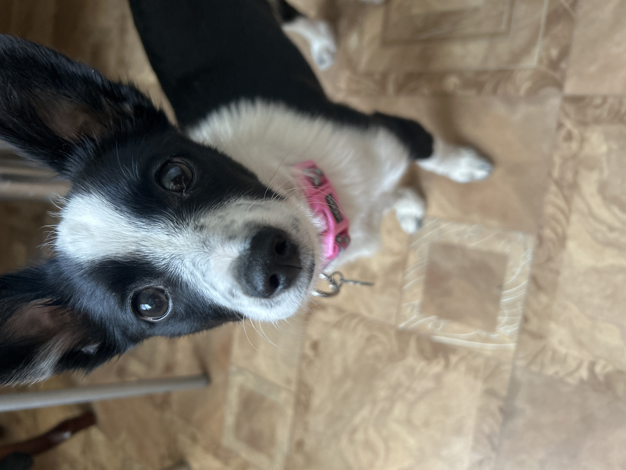 A black and white dog with a pink collar is looking up at the camera. The dog is indoors, standing on a tan-colored floor. The location is not apparent from the image.