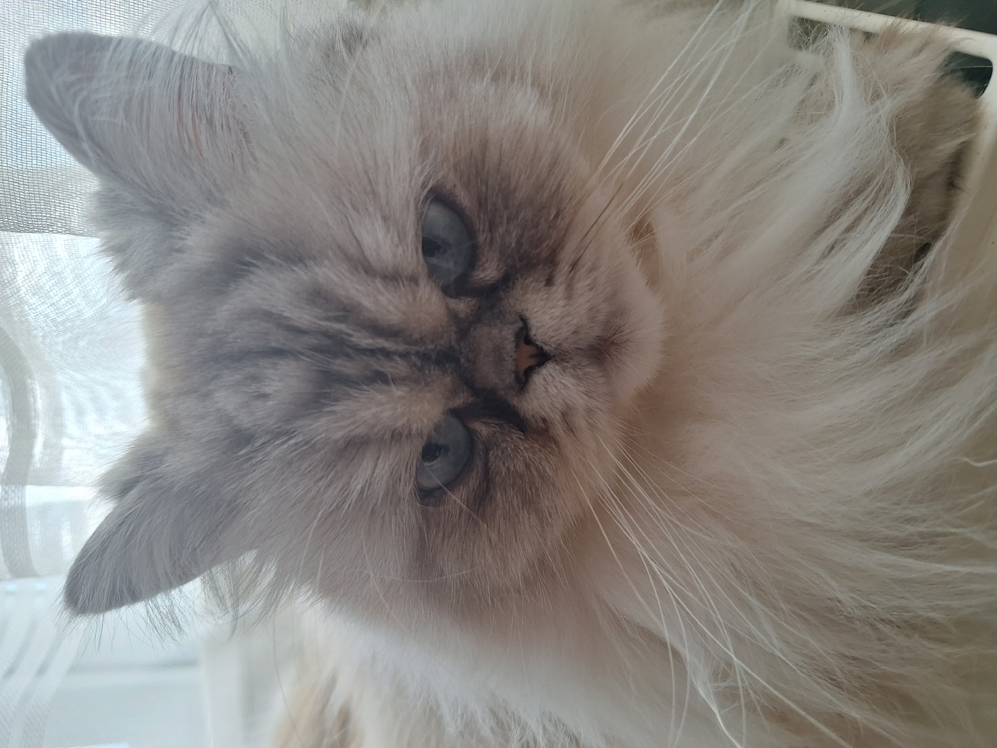 The image shows a close-up of a fluffy, light-colored cat with piercing blue eyes and a somewhat stern expression. The cat's fur is predominantly white with greyish-brown markings around its face and ears. Its whiskers are long and white, fanning out from its muzzle. The background is blurred, appearing to be a window with sheer curtains, suggesting the cat is indoors, possibly near a window. There is no visible indication of the cat's location within the city of Panagyurishte, Bulgaria.