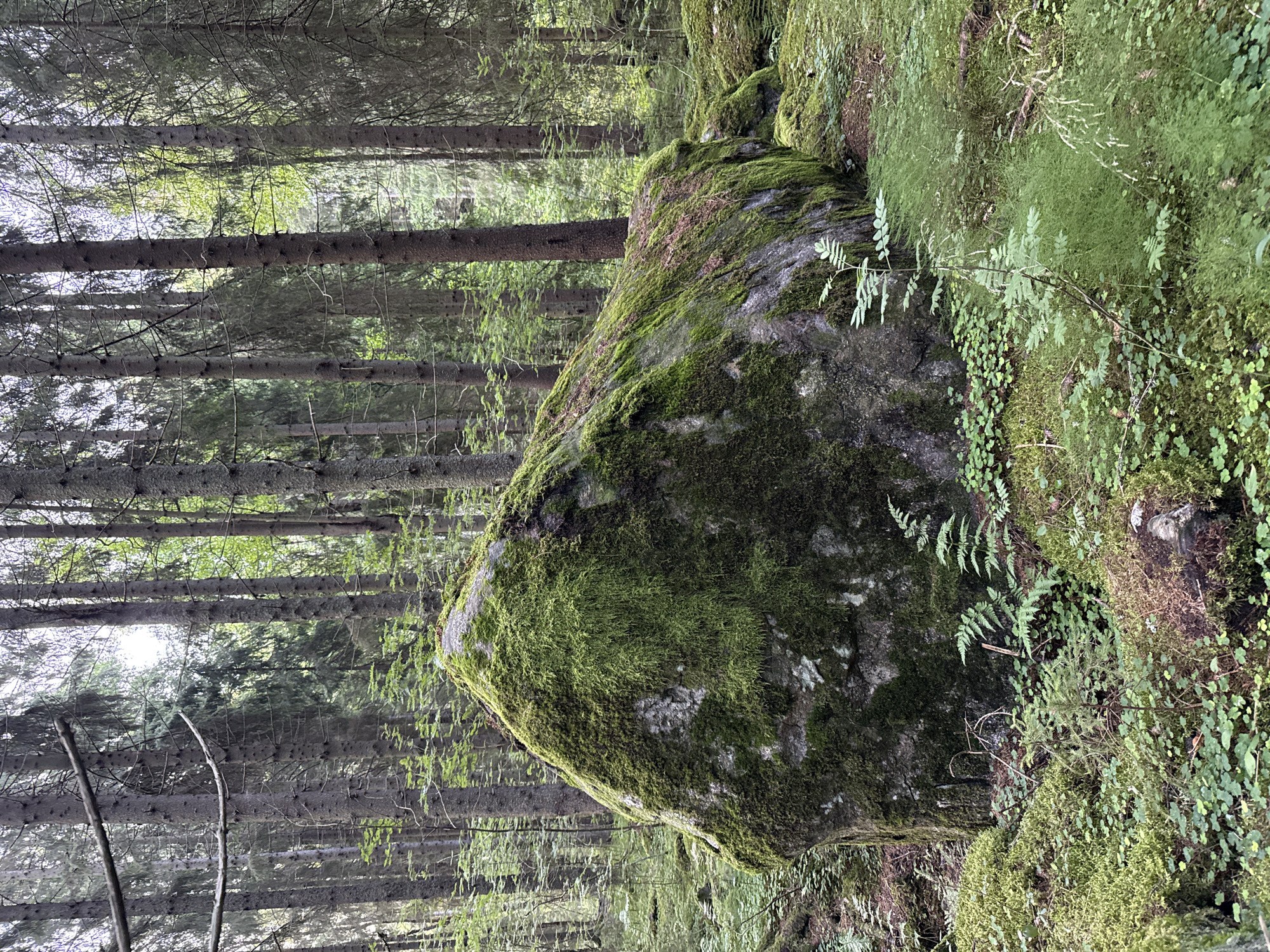 A large, moss-covered boulder dominates the foreground of a Finnish forest scene. The boulder is roughly oval-shaped and appears to be resting on the forest floor. Lush green moss covers a significant portion of its surface, giving it a soft, organic texture. The surrounding environment is dense with tall, slender pine trees, their trunks reaching skyward. The forest floor is carpeted with more moss, small green plants, and ferns, creating a rich, verdant landscape. The lighting suggests an overcast day, with diffused sunlight filtering through the tree canopy. There are no people or animals visible in the image, and no specific actions are taking place. The image appears to be a natural forest setting, likely in a rural area given the lack of urban elements. Based on the flora and general landscape, this could be a typical forest scene found in Tampere, Finland, known for its extensive natural areas and forested regions.