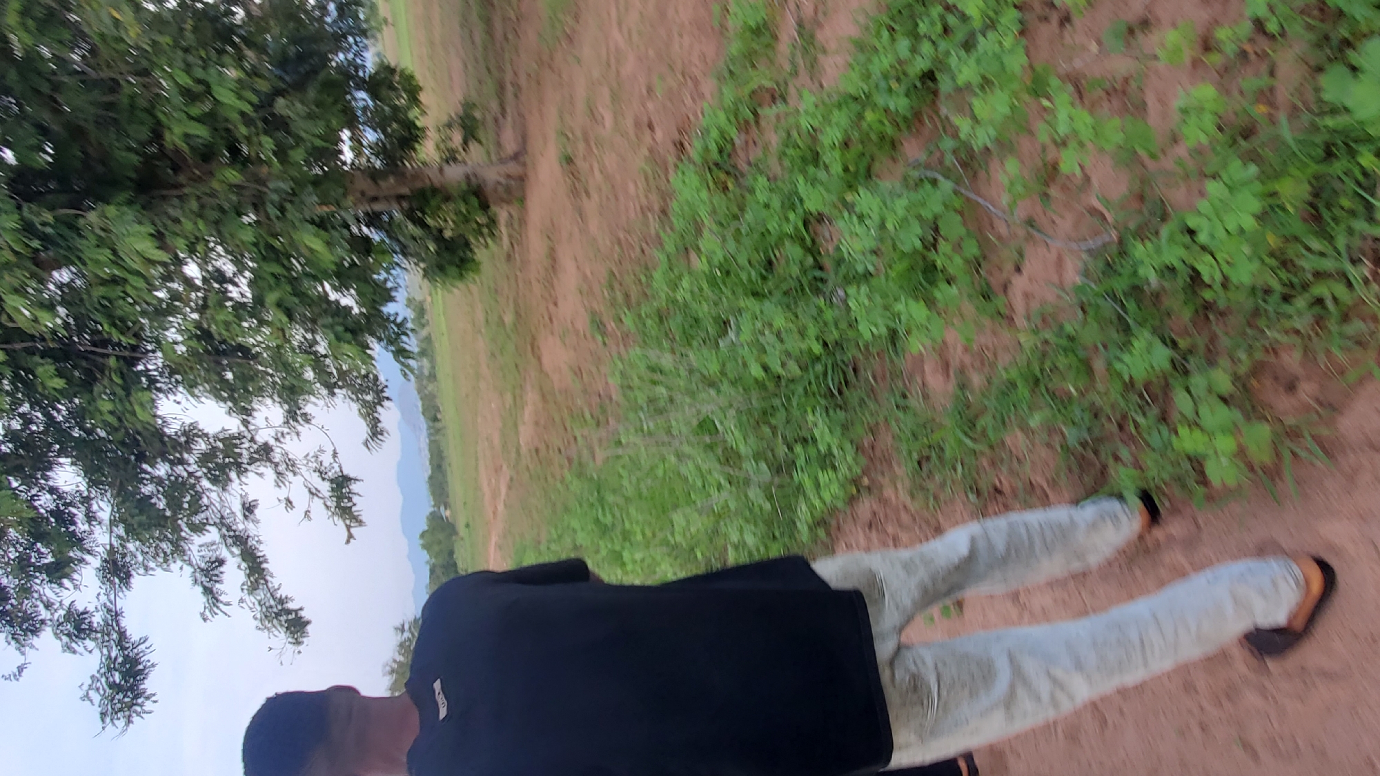 The image captures a person walking away from the camera in a rural environment. The person is wearing a black t-shirt and light-colored pants. The background features a large tree with green leaves and a landscape that includes dry, reddish-brown soil, sparse green vegetation, and distant hills under a cloudy sky. This scene is consistent with the topography and vegetation found in Jauro Yinu, Nigeria. The lighting suggests it might be late afternoon or early morning. The ground is uneven, with patches of grass and exposed earth. There are no other people or significant structures visible in the immediate vicinity.