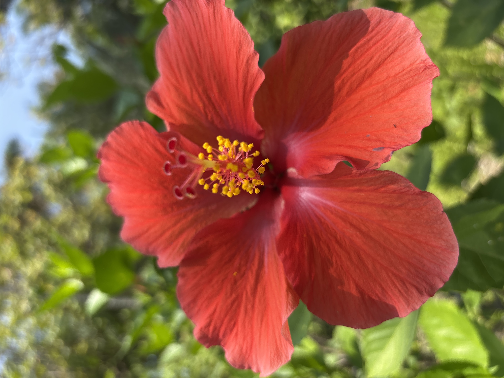 A close-up photograph captures a red hibiscus flower in full bloom. The petals are a solid red color, with visible veins and slight variations in tone. The center of the flower displays a cluster of yellow stamens and red pistils. The background consists of blurred green foliage and a hint of blue sky. The flower is the main subject and occupies most of the frame. The image was taken in Tehuixtla, Mexico.