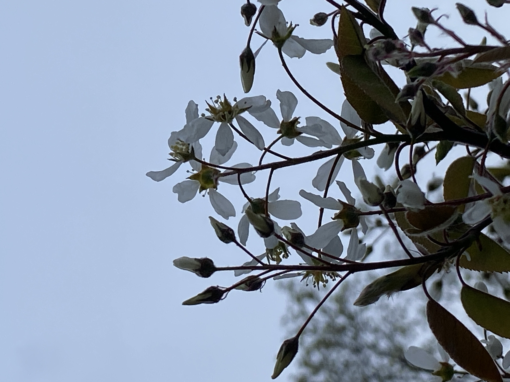 The image displays branches of a flowering tree set against a light blue, overcast sky. Numerous small, white flowers with prominent yellow stamens are visible, many in full bloom. The petals are narrow and somewhat separated, giving the flowers a star-like appearance. Several elongated, tapering flower buds, some tightly closed and others just beginning to open, are interspersed along the branches. Some young leaves, appearing a dark green or reddish-brown hue under the diffused light, are also present, particularly on the branches towards the right side of the frame. The branches themselves are dark and somewhat slender. The sky, which forms the background, is a uniform, pale blue-grey, indicating an overcast day. There is no direct sunlight, resulting in soft, even lighting across the scene. The overall impression is one of spring bloom. The photograph was taken in Moscow, Russia. No specific activities or visible text are present.