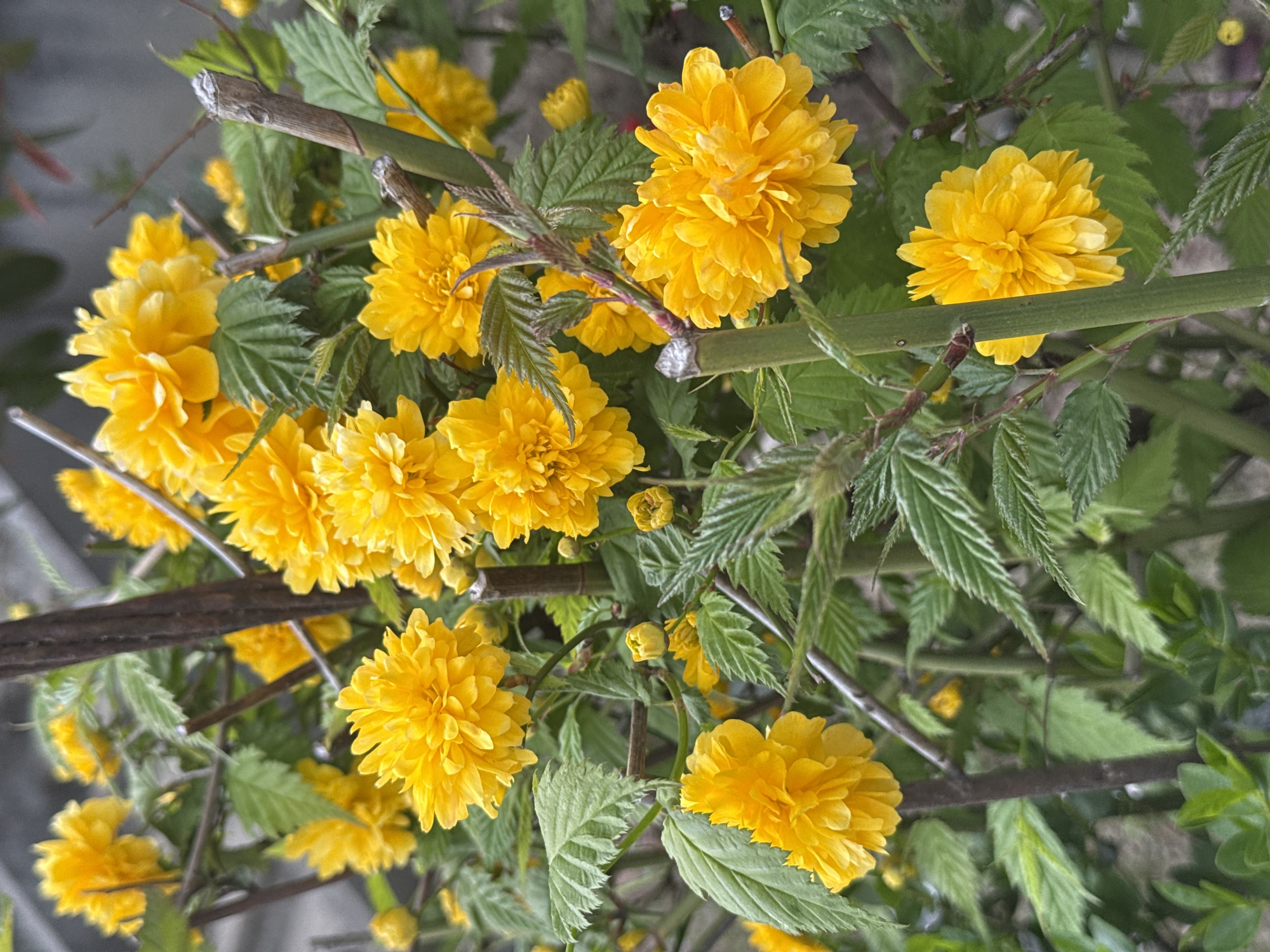 The image displays a detailed, vertical view of a Kerria japonica 'Pleniflora' plant, also known as Japanese Rose. It features numerous vibrant yellow, double-petaled blossoms, each densely packed with petals and exhibiting a spherical form. These flowers are interspersed among serrated green leaves with visible veins. The plant's structure includes multiple stems, varying in color from green to reddish-brown, some displaying trimmed or broken ends with lighter internal material. The background is out of focus, presenting blurred green and grey tones indicative of other foliage or distant structures. No individuals, actions, or specific interactions are visible. The scene is situated in the City of Zagreb, Croatia.