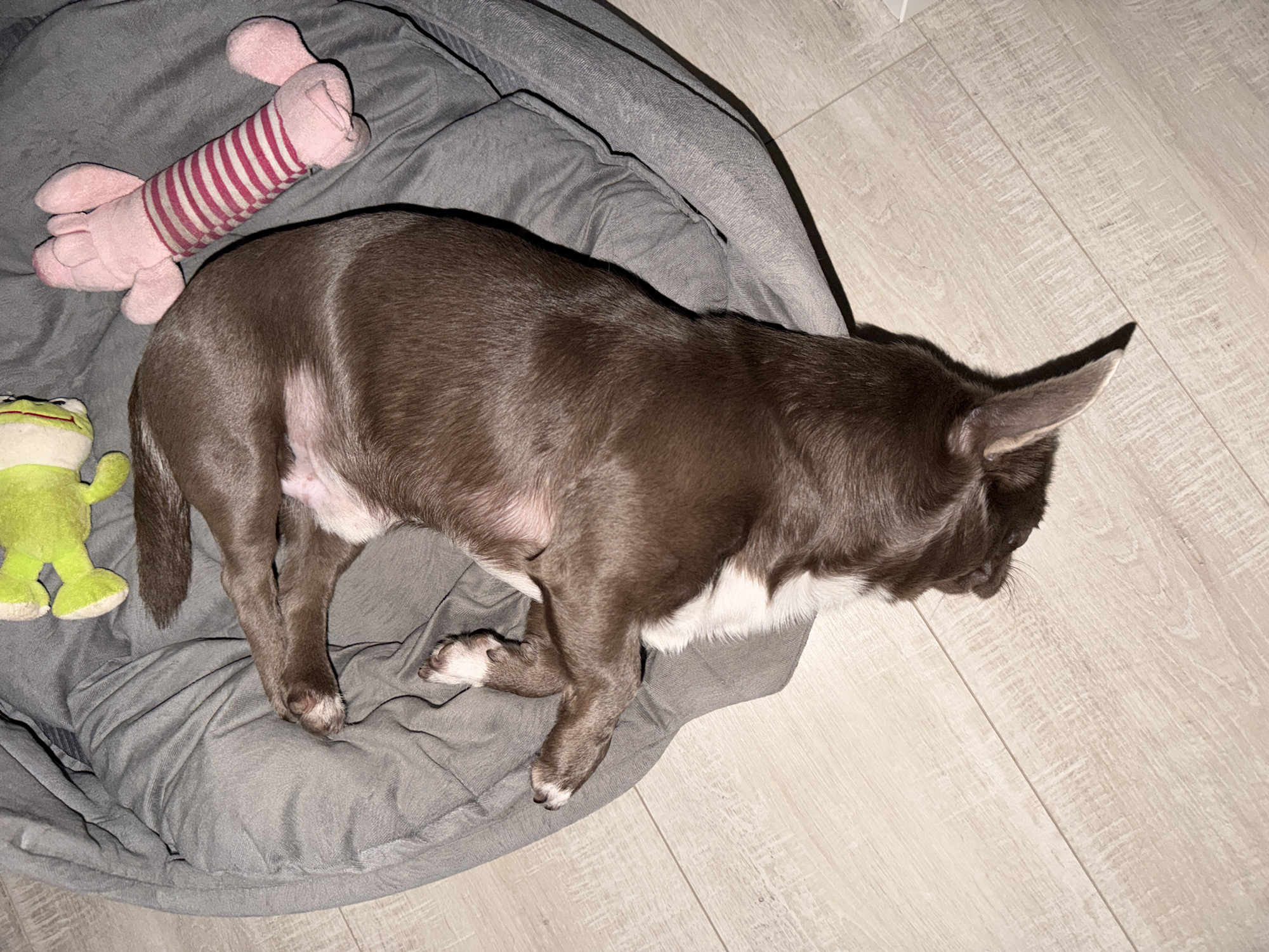 The image shows a brown and white Chihuahua dog sleeping on a gray dog bed. A pink and white stuffed animal and a green frog toy are next to the dog. The dog bed is on a light-colored wooden floor. There is no indication of the location being Votkinsk, Russia.