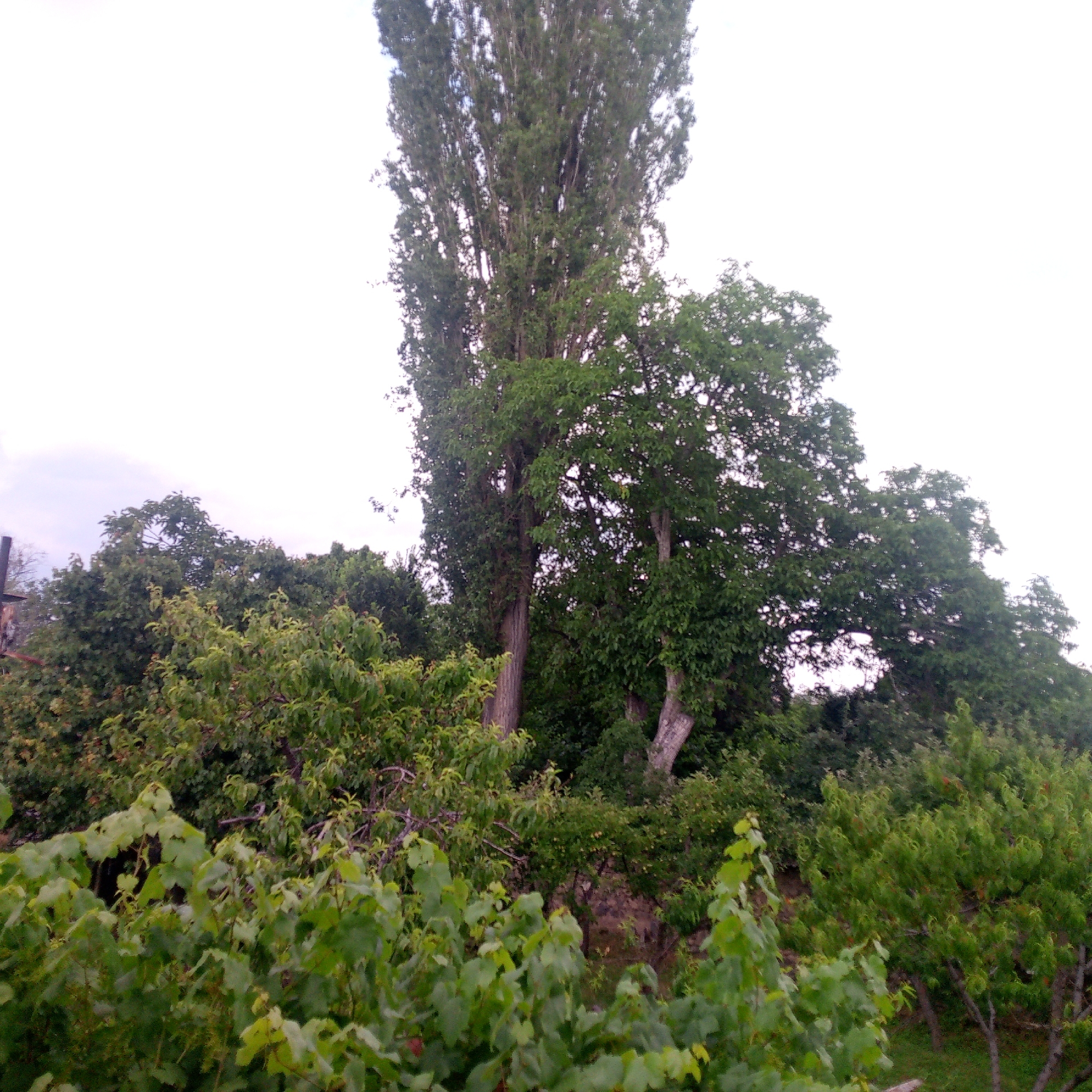 The image depicts a dense green forest with a bright, overcast sky. The foreground is filled with lush, leafy vegetation, possibly vines, reaching upwards and obscuring much of the lower landscape. Behind this, a variety of trees form a thick canopy. Towering above the other trees are two tall, slender trees with rough bark, their branches reaching high towards the sky. These dominant trees are surrounded by a mix of other deciduous trees with full green foliage. The overall impression is one of a vibrant, verdant natural setting. There is no visible text, and no people or specific objects are identifiable. The lighting suggests it might be daytime, with the bright sky indicating a diffused light, perhaps due to clouds or fog. The lack of strong shadows points to an overcast or hazy condition. The location is not specified, but it appears to be a natural, possibly wild or overgrown, area.