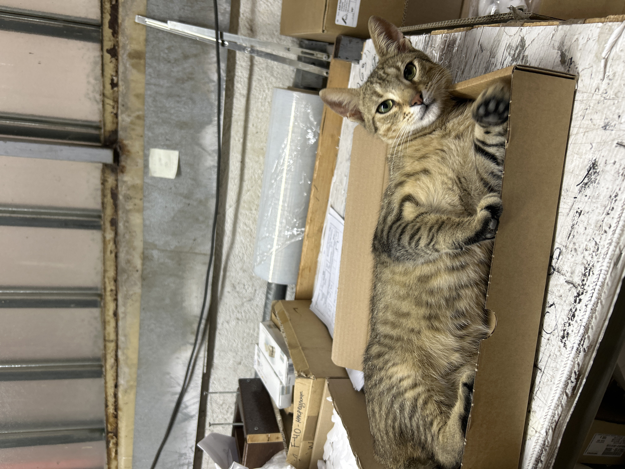 A tabby cat with green eyes is lying in a cardboard box. The cat is facing the camera and looking directly at it. The cat is brown and black with tabby markings on its fur. The box is brown and is sitting on a white surface. In the background, there are shelves with various items on them, including boxes, rolls of plastic wrap, and papers. The environment appears to be a storage area or workshop. There is no indication of the city of Struma, Bulgaria in the image.