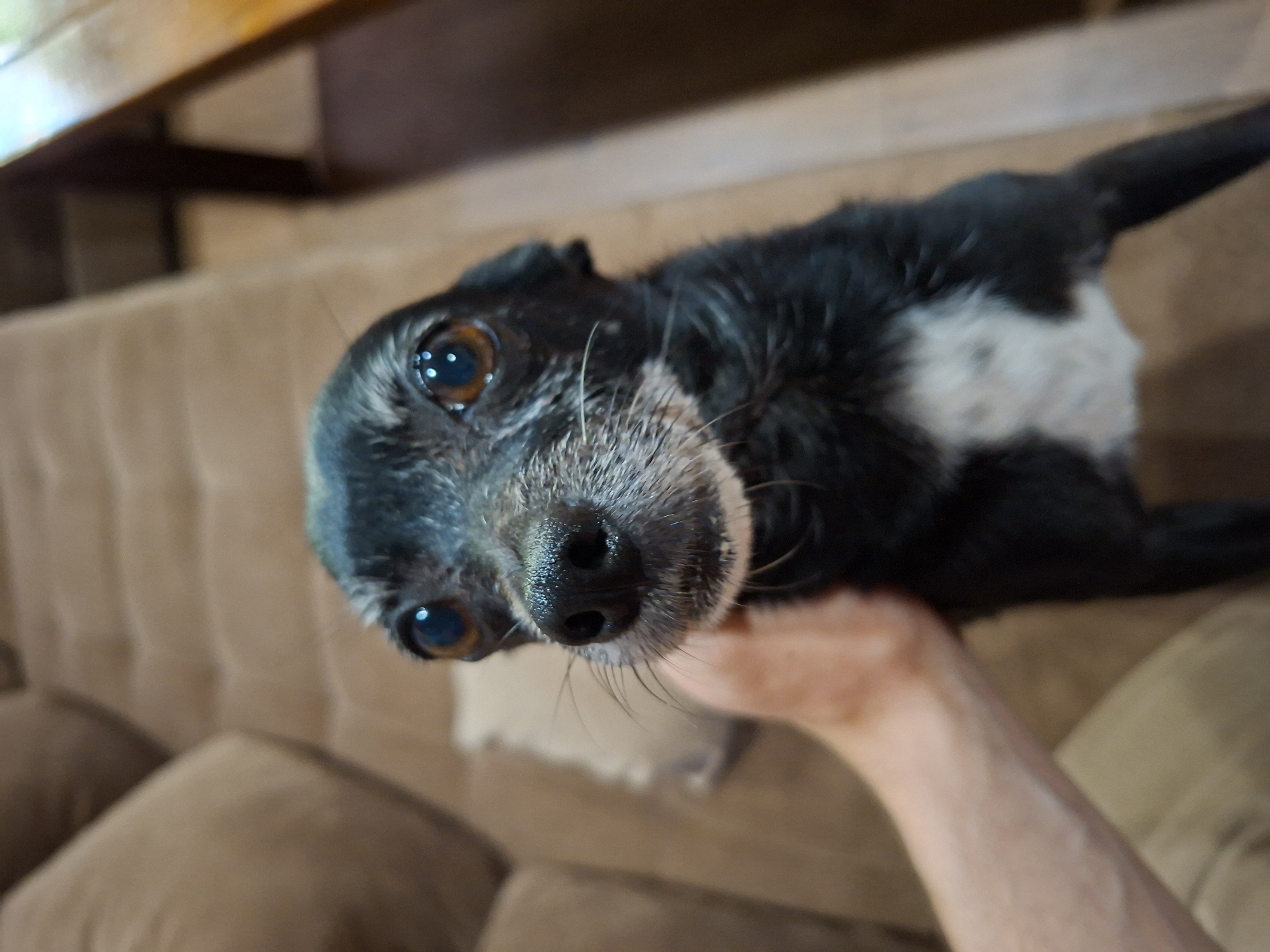 A close-up, upward-angled shot depicts a small, black and white dog with prominent brown eyes and a graying muzzle. The dog is on a beige couch, with its head close to the camera. A pale arm and hand are visible supporting the dog's chest. The background shows a wooden surface above the couch and blurred couch cushions. The location is not discernible from the provided image.