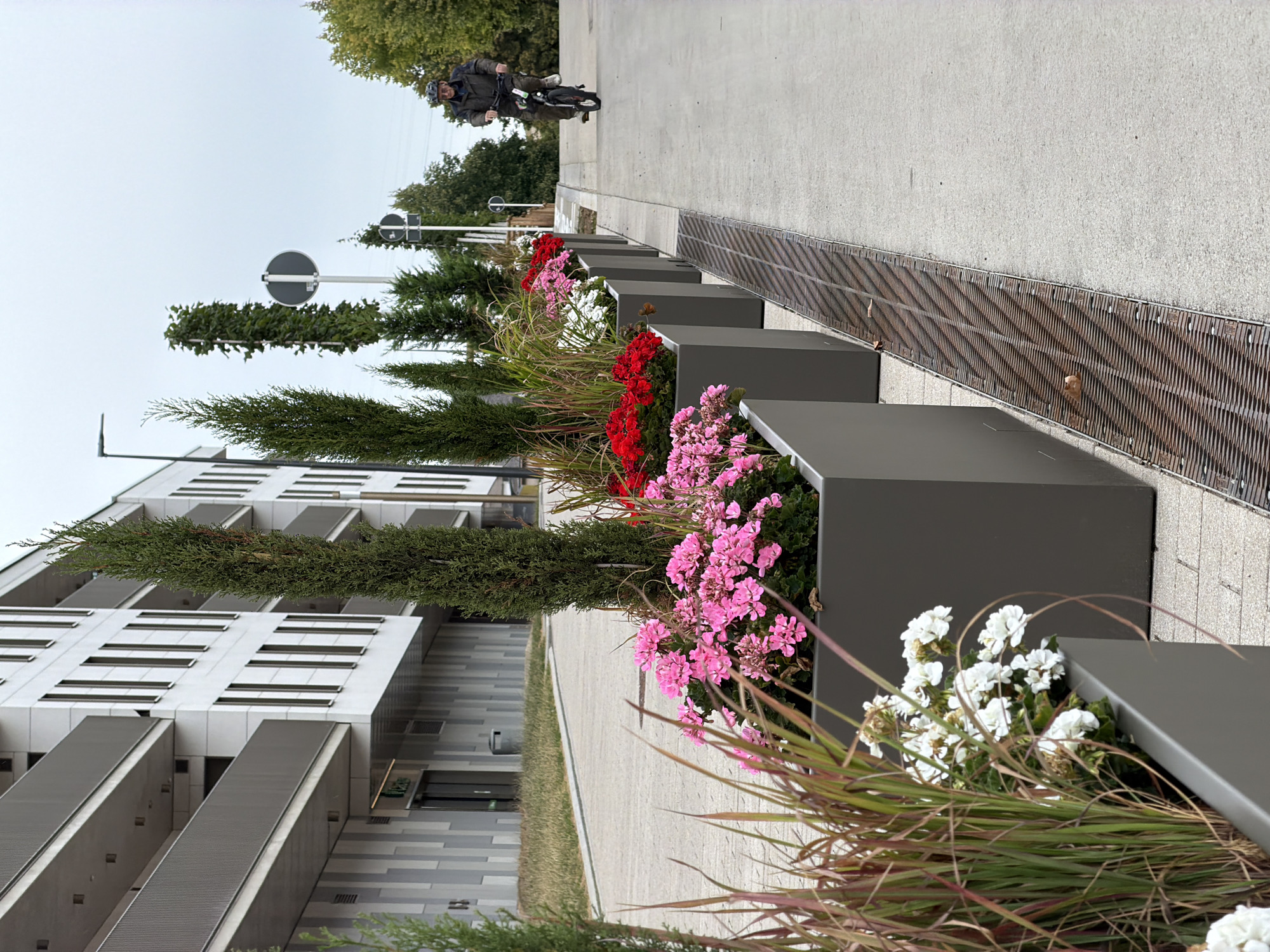 The image shows a paved walkway lined with large grey planters containing various plants and flowers. In the foreground, there are planters with pink and white flowers, along with ornamental grasses. Further down the walkway, there are planters with red flowers, followed by planters with white flowers. Tall, slender evergreen trees are positioned behind the planters.
On the right side of the walkway, a man wearing a helmet and a dark jacket is riding a bicycle. He is in the middle ground of the image, moving away from the viewer. The walkway is bordered by a metal grate drain on the left. In the background, there is a modern building with multiple balconies and a gray and white facade. Street signs and more trees are visible beyond the building and walkway. The sky is overcast. The scene appears to be an urban setting, potentially a street or a public pathway in Esch-sur-Alzette, Luxembourg, given the context provided.