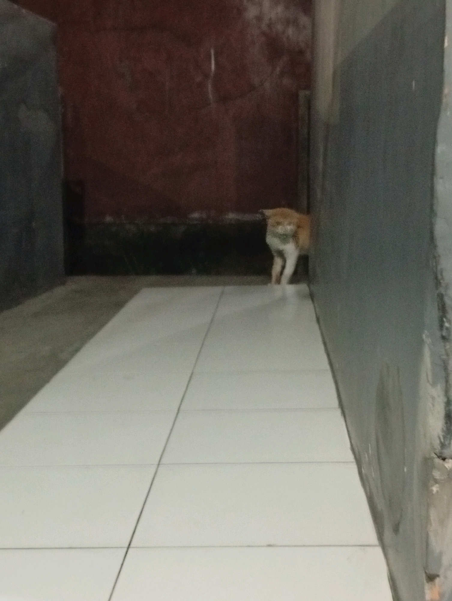 A ginger and white cat stands in a narrow alleyway, partially obscured by a dark grey wall on the right. The cat is facing forward and appears to be looking at the camera. The alleyway has a tiled floor and a reddish-brown wall in the background. The scene is dimly lit, suggesting it may be evening or night. The image is taken in Tasikmalaya, Indonesia.
