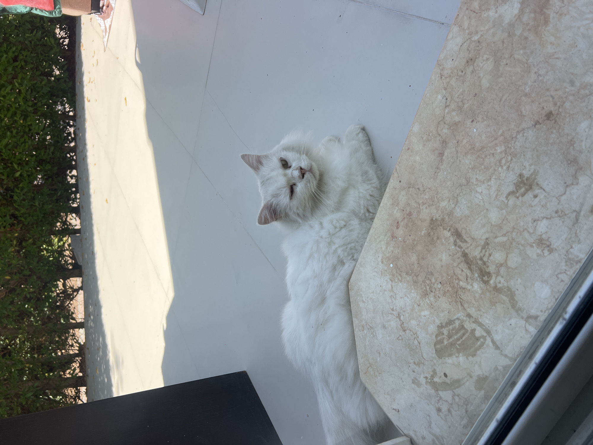 A white Persian cat with one eye closed is lying on a light-colored tiled floor in an outdoor area. The cat is positioned on the left side of the frame, with its body stretching towards the left. In the foreground, a beige marble slab with brown veining is visible. Behind the cat, a dense green hedge with sunlight filtering through it creates dappled shadows on the tiled ground. The background is out of focus, but appears to be an outdoor patio area with more tiling. A dark vertical object is present on the far left edge of the image, possibly a door frame or a wall. The overall lighting suggests a bright, sunny day. The location is the city of Sharm El Sheikh, Egypt.
