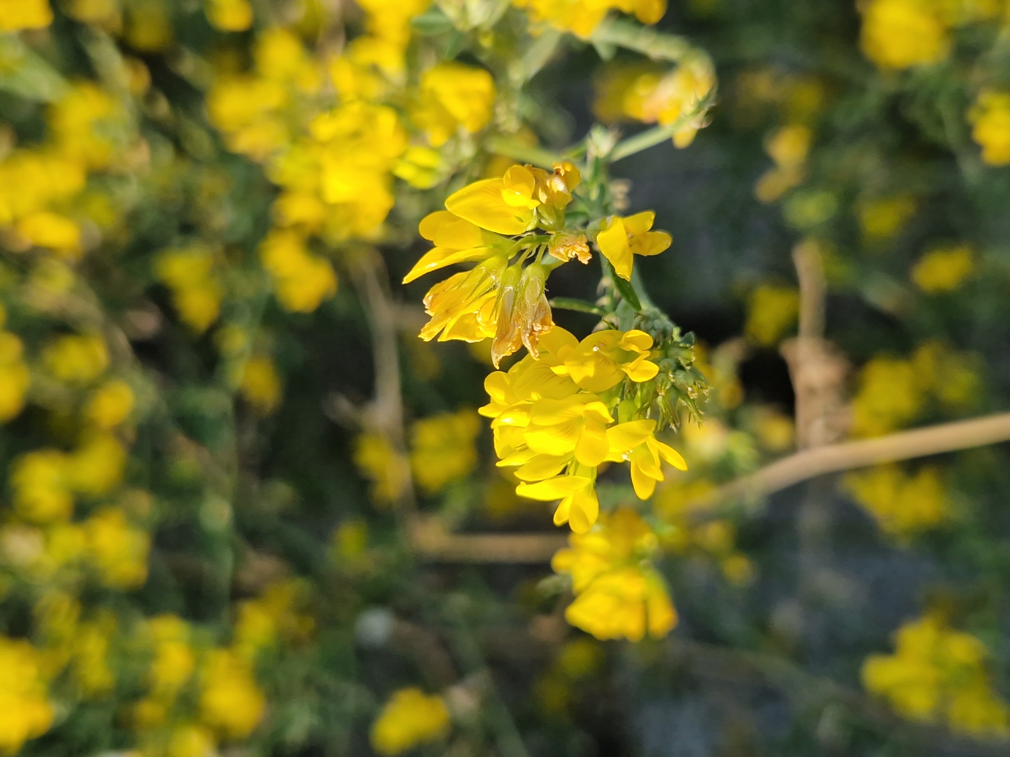 A close-up, shallow depth of field photograph captures a cluster of small, vibrant yellow flowers. The flowers are detailed in the foreground, with some wilting petals visible on the left. The background is blurred, showing more yellow flowers and green foliage, suggesting a field or garden setting. The lighting indicates it is likely late afternoon or early morning due to the warm sunlight. The specific location in Dolni Pasarel, Bulgaria, is not evident from the visual information alone, but the scene depicts a natural, outdoor environment. There are no people or actions depicted in the image.