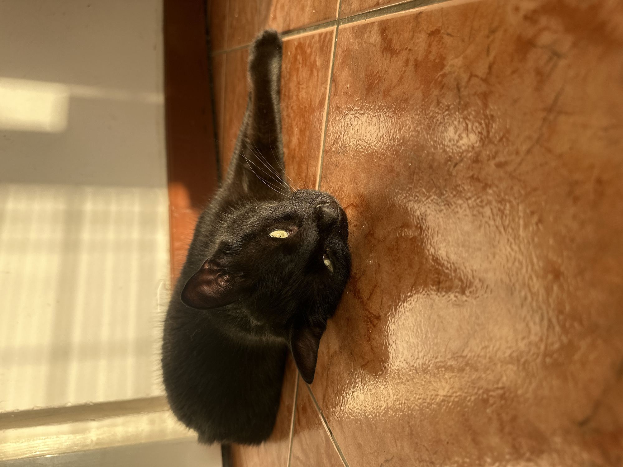 A black cat lies on a tiled surface. The tiles are a glossy, mottled brown color. The cat is positioned with its head near the tiles and its body angled upwards. One of its paws is raised. The cat has short black fur and bright yellow eyes. To the side, there is a window with light filtering through. The location is likely indoors. The city and country are not evident.