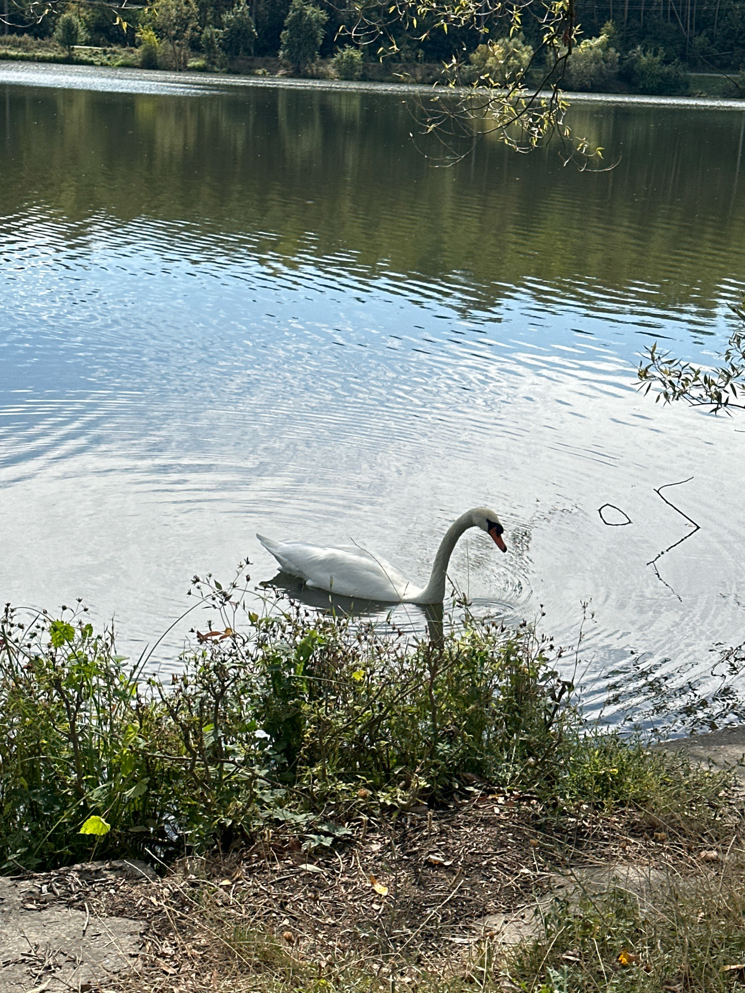 An adult mute swan with white plumage and a black-tipped orange beak swims in the calm, rippling waters of a lake. The swan's long, elegant neck is curved, and its head is lowered slightly as if feeding or observing the water. The lake reflects the green trees and blue sky of the surrounding environment. On the near bank, dense green and brown vegetation, including grass and wildflowers, grows over dry leaves and twigs. The scene is set in the city of Makiv, Ukraine.