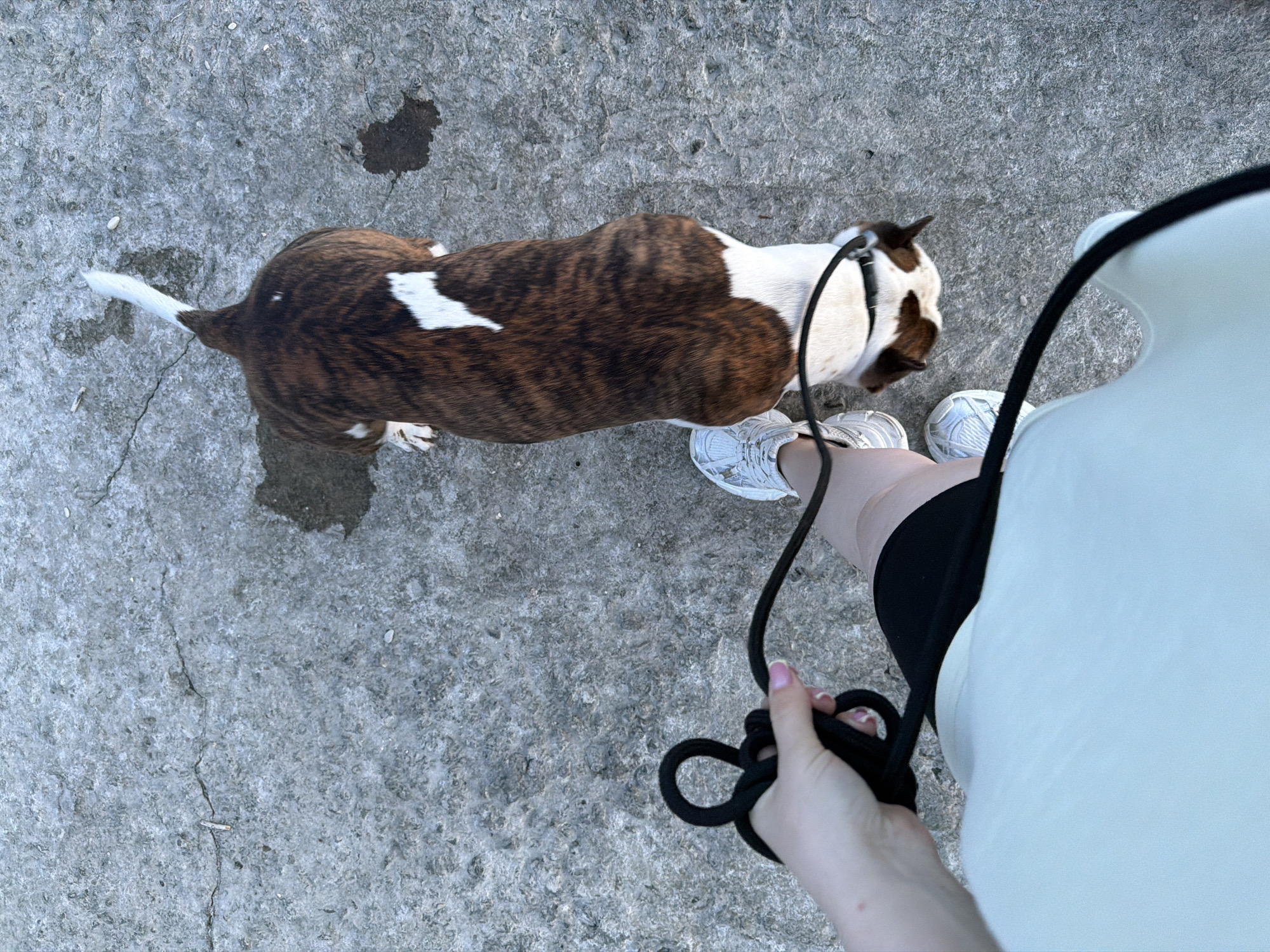 An overhead shot shows a person holding a black leash and standing next to a dog with brindle and white markings on a concrete surface. The dog's tail is held high, and its head is lowered as if sniffing. The concrete is cracked and shows a few damp spots. The person is wearing white sneakers and a light-colored shirt. The scene is outdoors, likely on a sidewalk or paved area. No specific location in Dederkoy, Russia can be determined from the image.