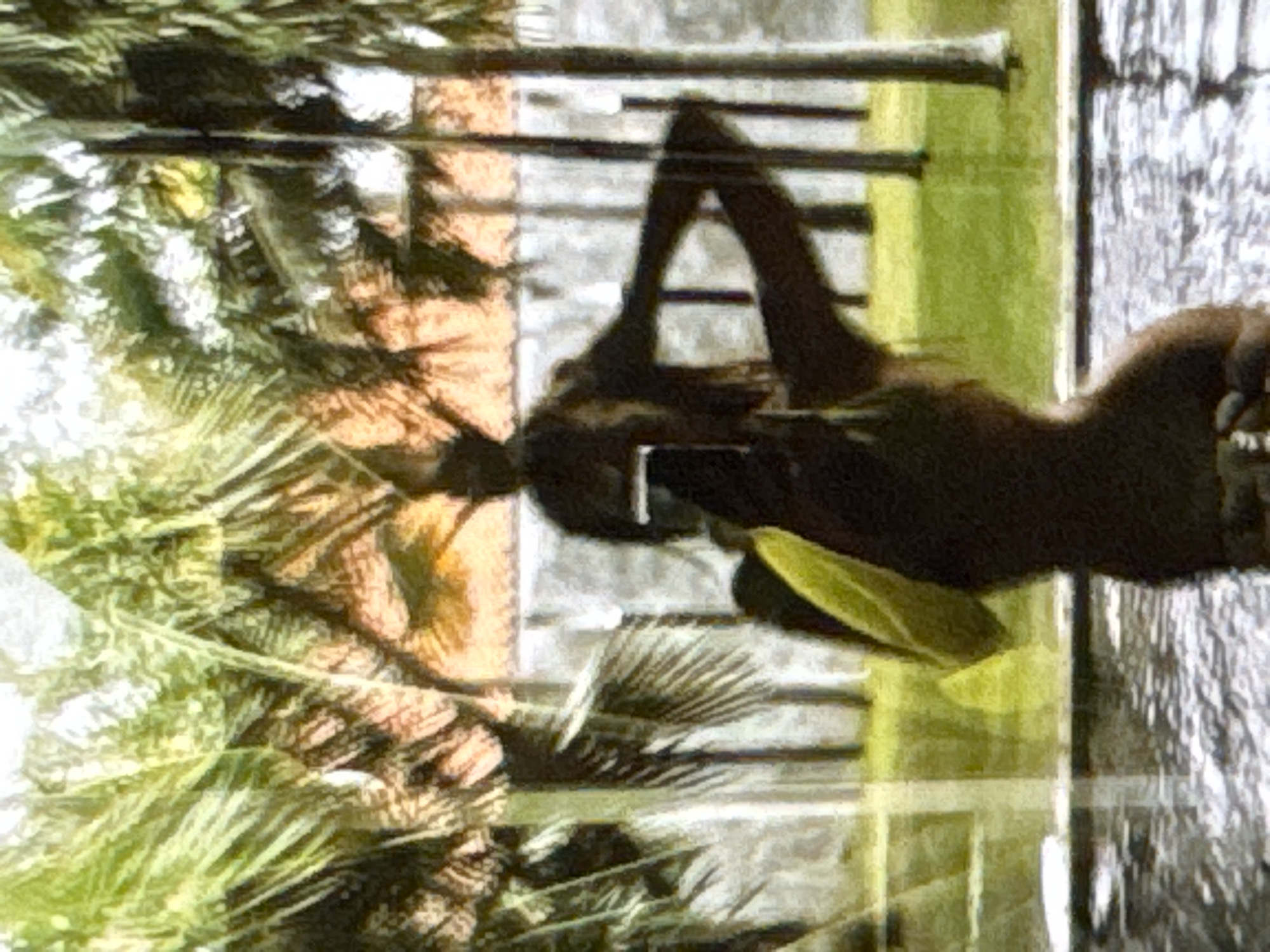 The image depicts a primate, possibly an orangutan, in an enclosure. The primate is dark brown and appears to be hanging from or interacting with horizontal bars, which are part of its habitat. The background is out of focus but suggests an outdoor setting with some greenery, possibly palm fronds, and a wall or structure with horizontal lines. The lighting suggests it is daytime, but the weather is unclear. The overall impression is of an animal in a zoo or sanctuary, perhaps observed during a visit. There is no visible text in the image.
