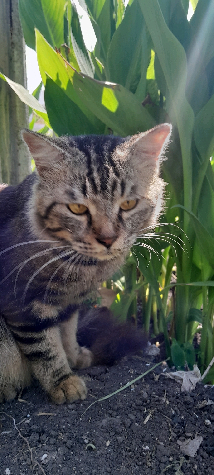 An outdoor, medium shot captures a tabby cat with yellow eyes sitting on dark, disturbed soil. The cat is partially obscured by lush green foliage, with bright sunlight casting shadows and creating lens flare in the upper right quadrant of the image. The cat's fur exhibits a pattern of dark brown and grey stripes. Its whiskers are prominent and white. In the background, large green leaves and stems of plants are visible. A pale, vertical wooden post is present on the left edge of the frame. The ground is composed of dark, clumpy soil with scattered small stones and dry vegetation. The scene appears to be located in a garden or outdoor area within Bendungan, Indonesia, given the context provided. There are no people or overt actions depicted; the focus is on the cat and its immediate surroundings.