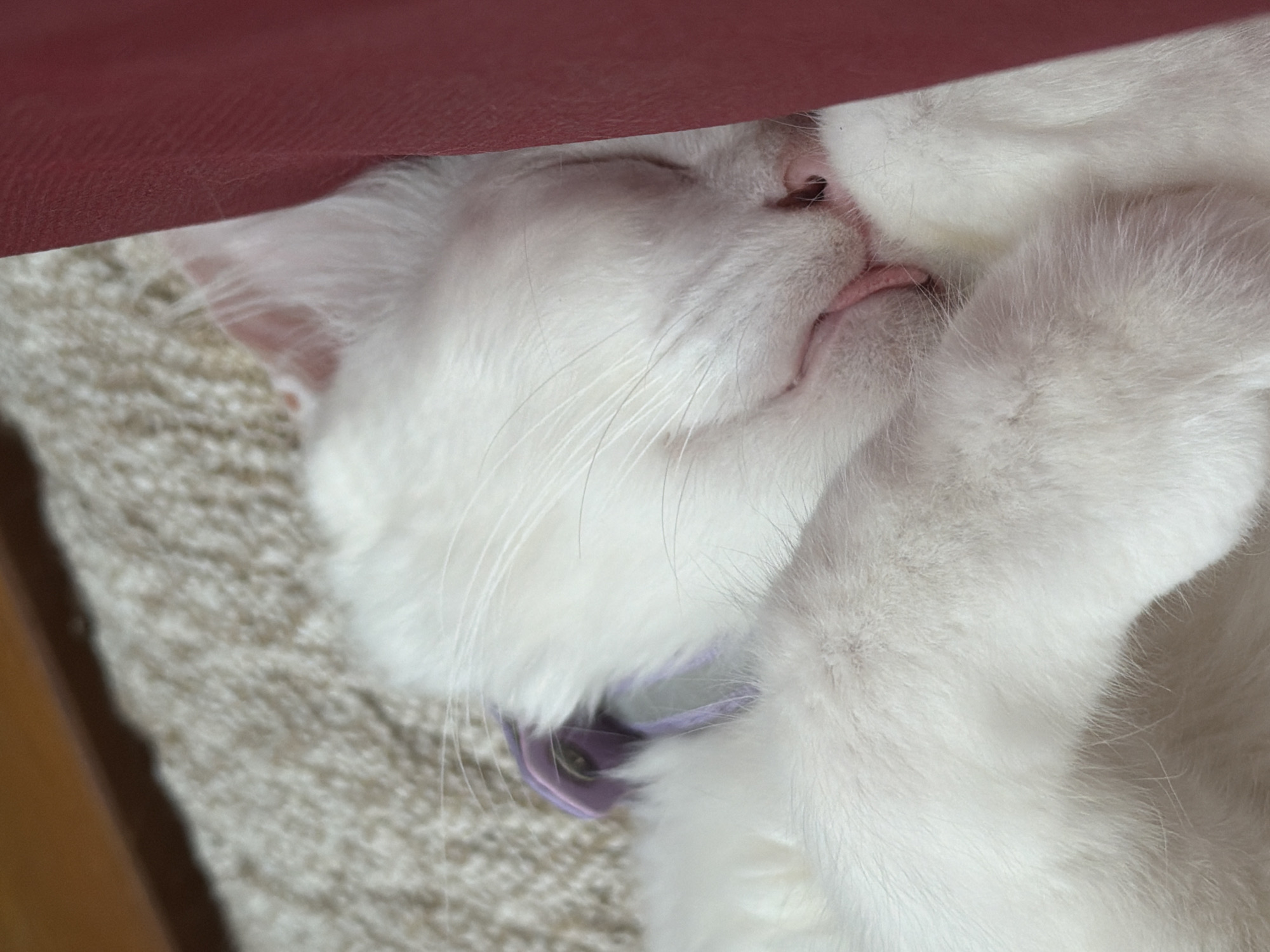 A close-up shot depicts a white cat asleep, with its tongue slightly protruding from its mouth. The cat is lying on a textured surface that appears to be a rug or bed. A maroon-colored object, possibly a piece of furniture, is visible in the upper-left corner of the frame. The cat is wearing a lavender-colored collar. The location is not determinable from the image.