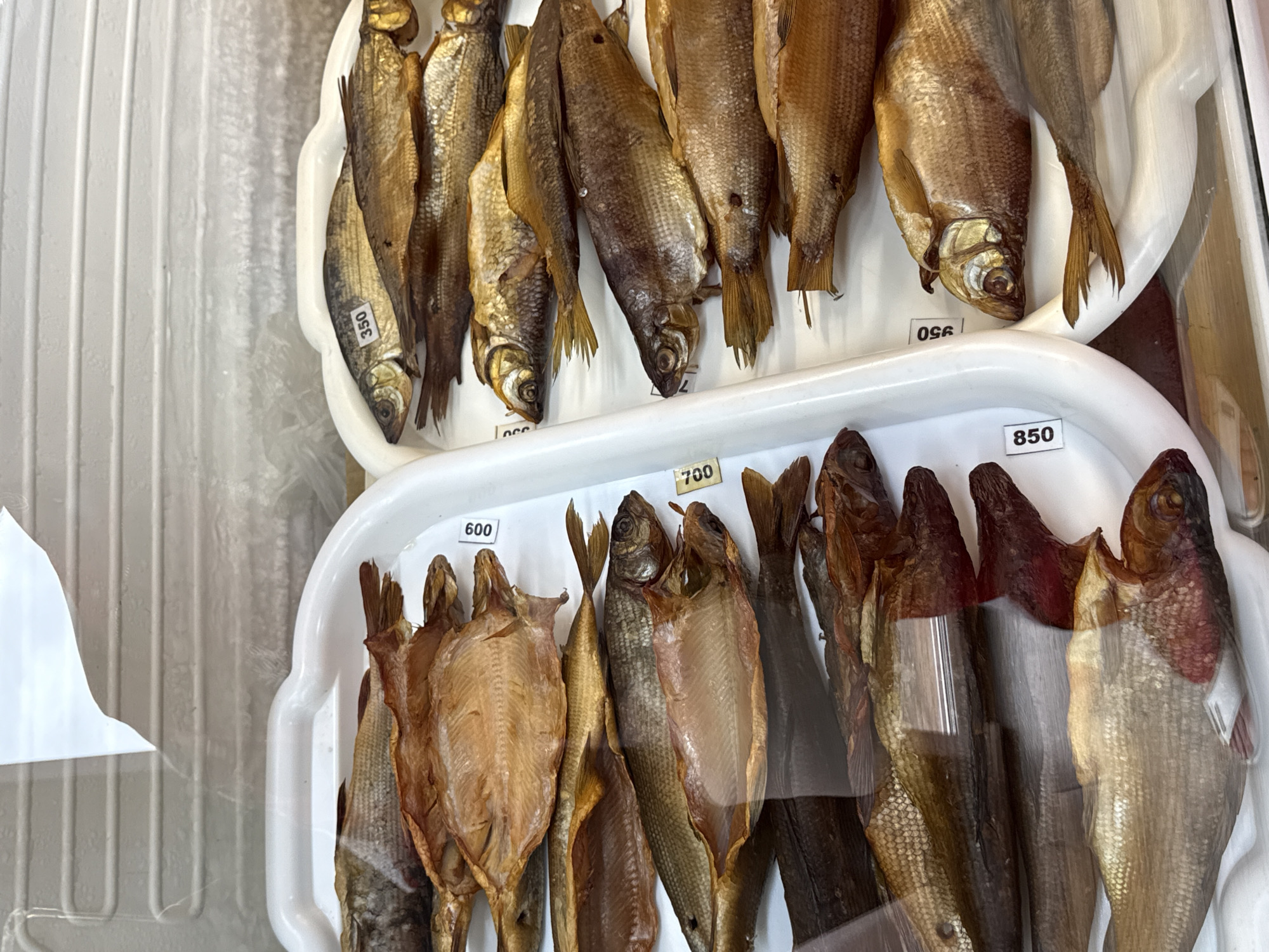 In Manzherok, Russia, a close-up, eye-level, indoor shot shows two white plastic trays filled with smoked fish. The fish are arranged in multiple rows, with some lying on their sides and others opened up. The lighting is bright, likely from overhead display lights, and there are reflections visible on the glass or plastic covering the fish. Several price tags are visible on the trays. On the left tray, a tag reads "850". On the right tray, there are tags with "350", "600", and "950". The background appears to be a refrigerated display case with horizontal lines. The fish vary in color from golden brown to darker brown, and some have visible scales.