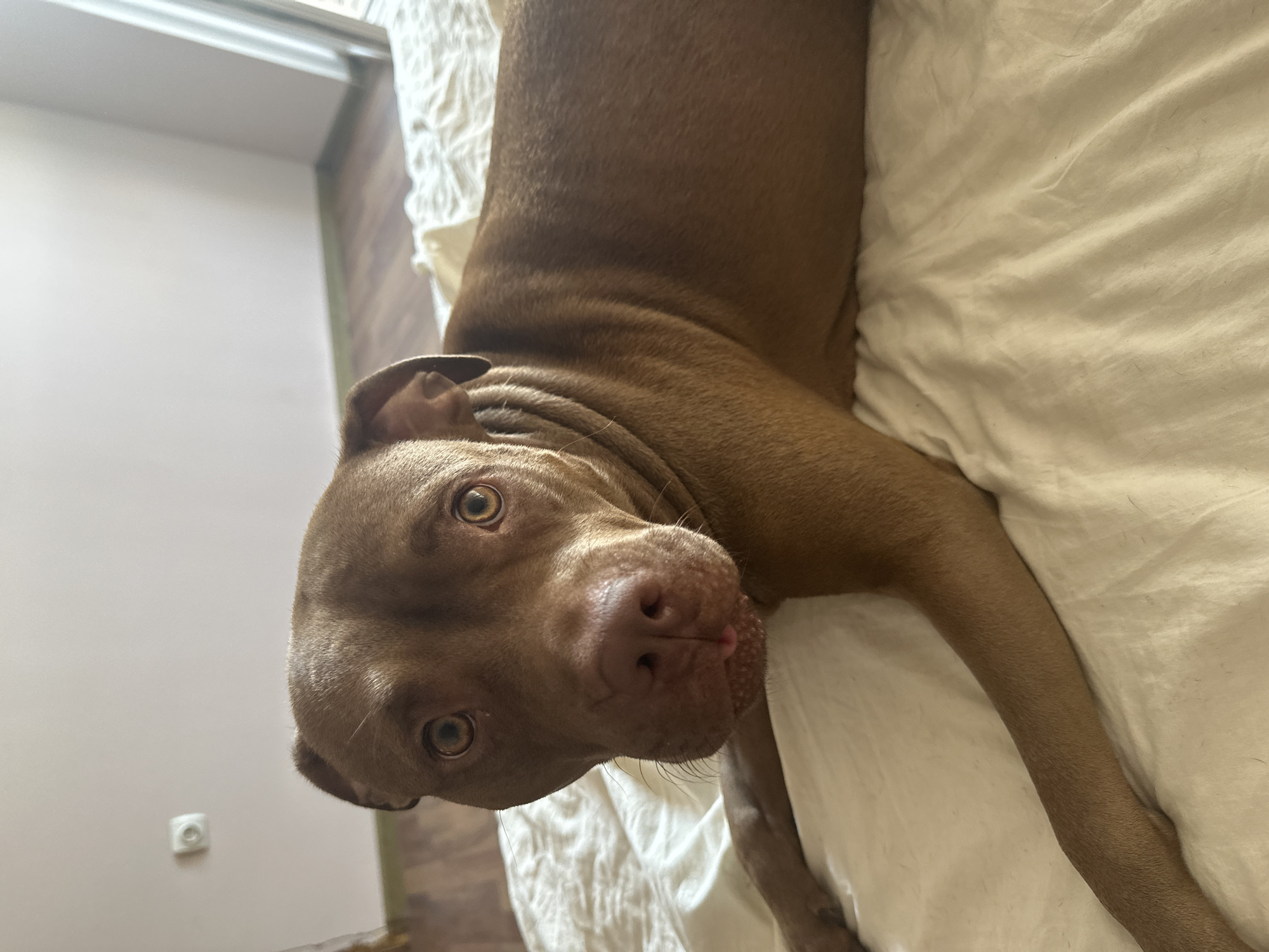 A medium-shot, eye-level, vertical, color photograph shows a brown pit bull dog lying on a white, wrinkled duvet in a bedroom. The dog is facing the camera with its head tilted slightly to the left. Its eyes are wide and light brown, and its tongue is slightly visible, sticking out a little from its mouth. The dog has a muscular build, and its fur is short and smooth. The background consists of a pale pink wall and a wooden floor, with a white object mounted on the wall. To the right of the dog, a partially open white door or window reveals a sliver of light. The overall lighting is soft and natural, likely from an external light source. The setting is a bedroom in Malevo, Bulgaria.