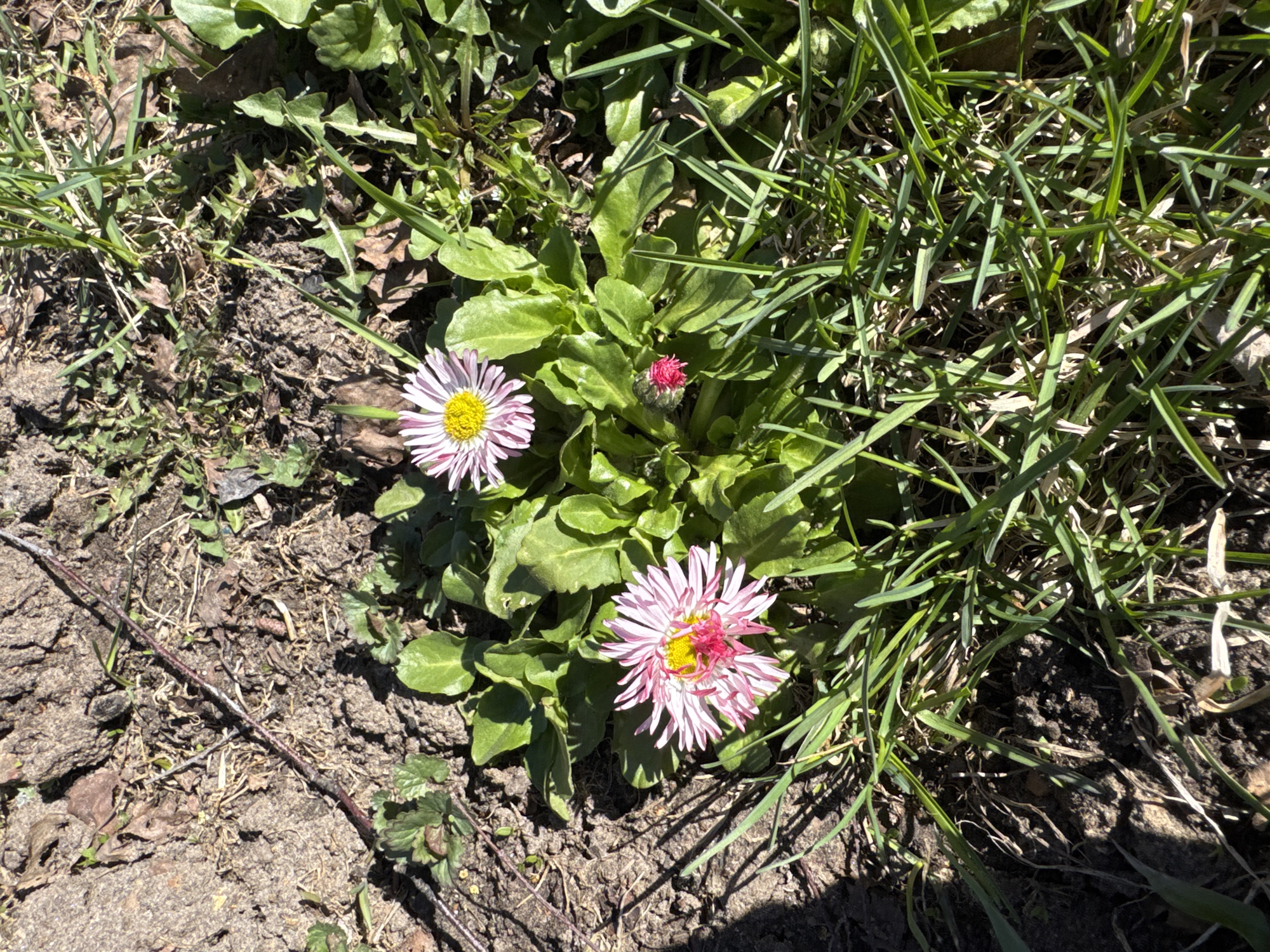 The image shows a patch of ground in Раздолье, Russia. The soil is a mix of dark earth and dry, cracked soil. Green grass surrounds a small cluster of daisy plants with light pink and white petals and yellow centers. One daisy flower is still in bud form, appearing pink. The plants are surrounded by other greenery and dry leaves. There are no people visible in the image.