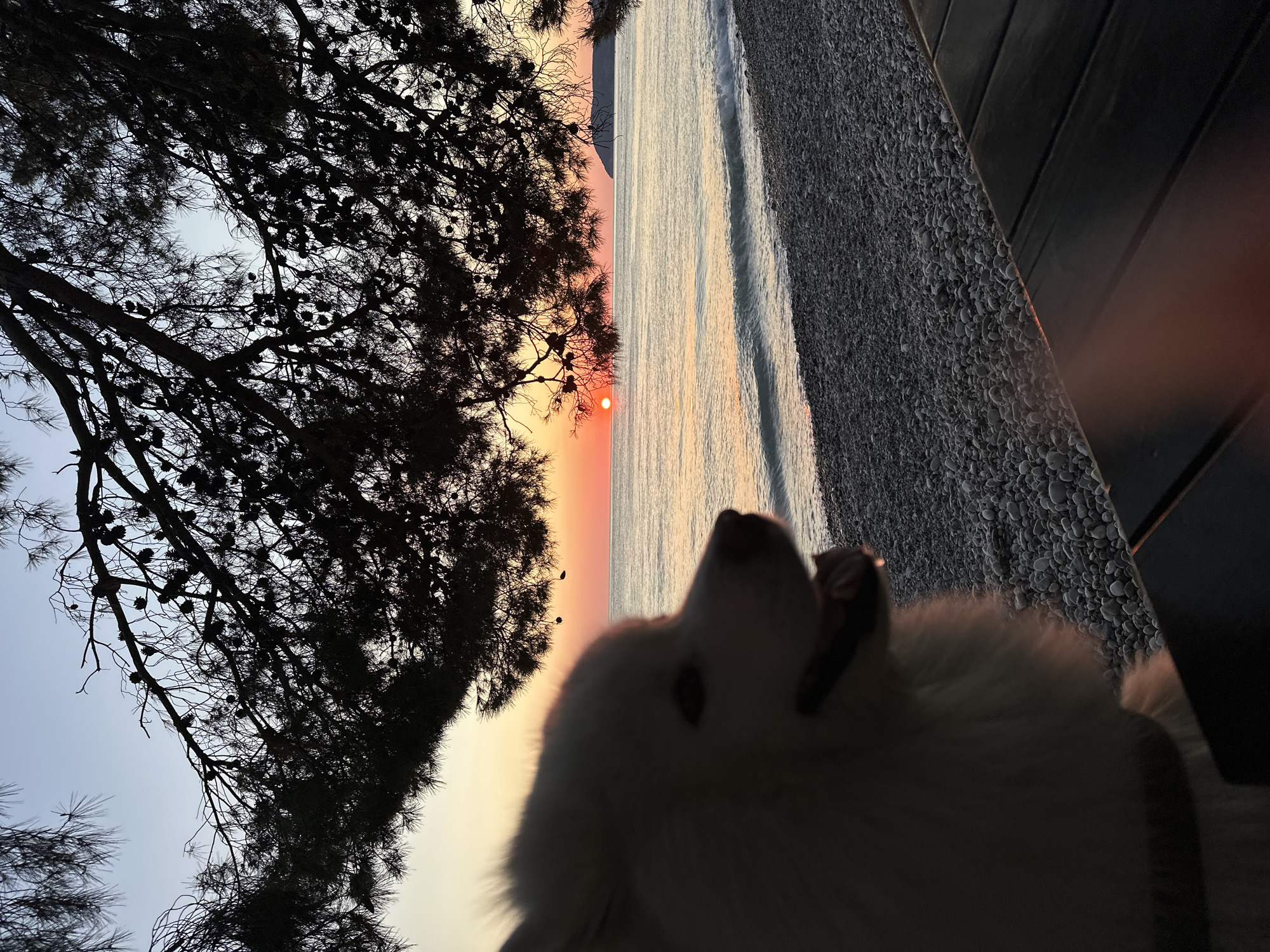 The image depicts a scenic view at Šušanj, Montenegro. A beach, divided into smooth grey stones, sand and the sea, stretches along the edge. A white dog is in the foreground. The sun is setting over the horizon, casting an orange and red glow in the sky. A tree with dense foliage is silhouetted against the sunset on the left side of the image.