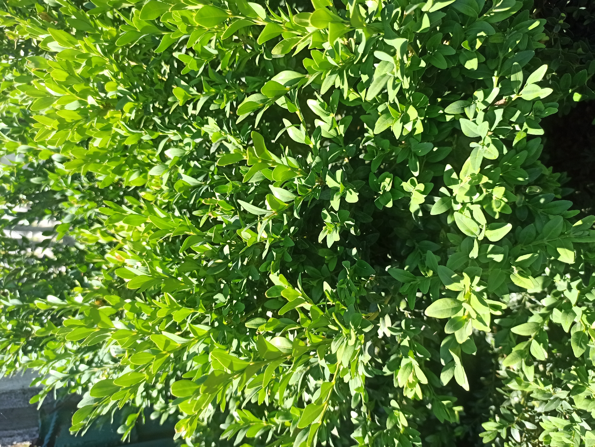 A close-up, sunlit view of dense, green foliage of a shrub, likely a boxwood, fills the frame. The leaves are small, oval, and a vibrant green, catching the light and creating a dappled effect. The background is slightly out of focus, showing hints of darker green leaves and possibly a dark ground surface. There are no people or animals visible in the image. The scene appears to be an outdoor setting, possibly a garden or park within the city of Kryvyi Rih, Ukraine, given the context provided, though no specific landmarks are identifiable from the image itself.