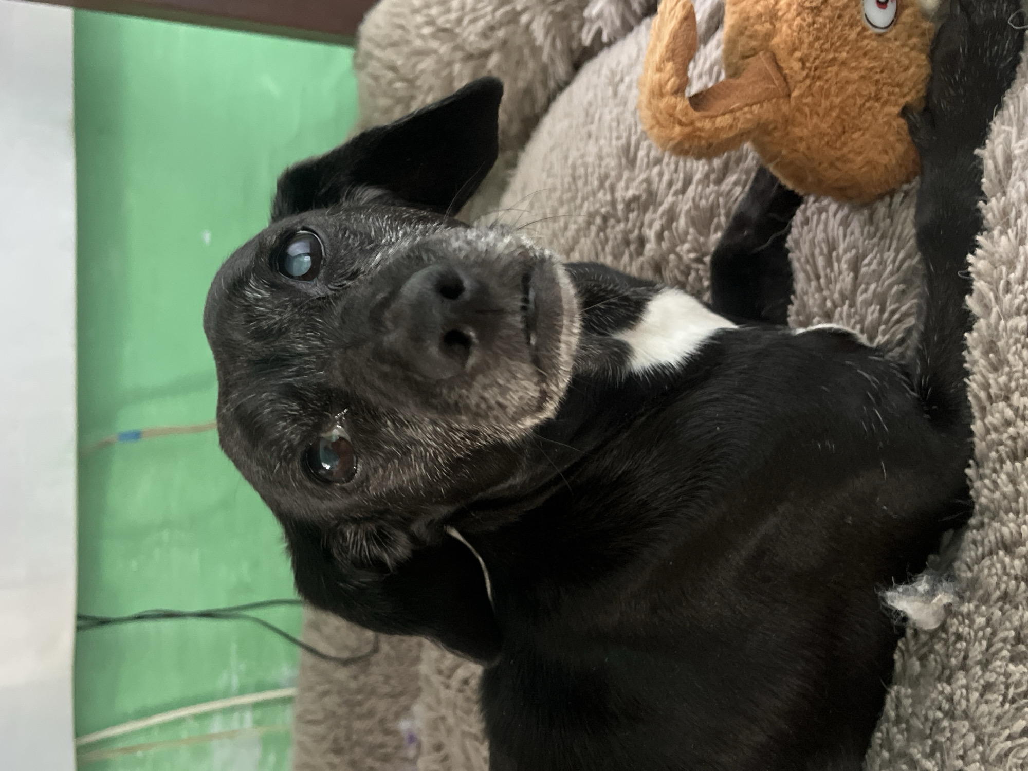 A close-up shot shows a black dog with graying fur around its muzzle, resting on a fluffy, brown blanket. The dog has large, expressive eyes and floppy ears. To its right, a small, orange stuffed toy resembling a rabbit with red eyes is visible. The background is a blurred green surface, possibly a wall or fabric. The scene is indoors, and there is no indication of the city of Nizhny Tagil, Russia.