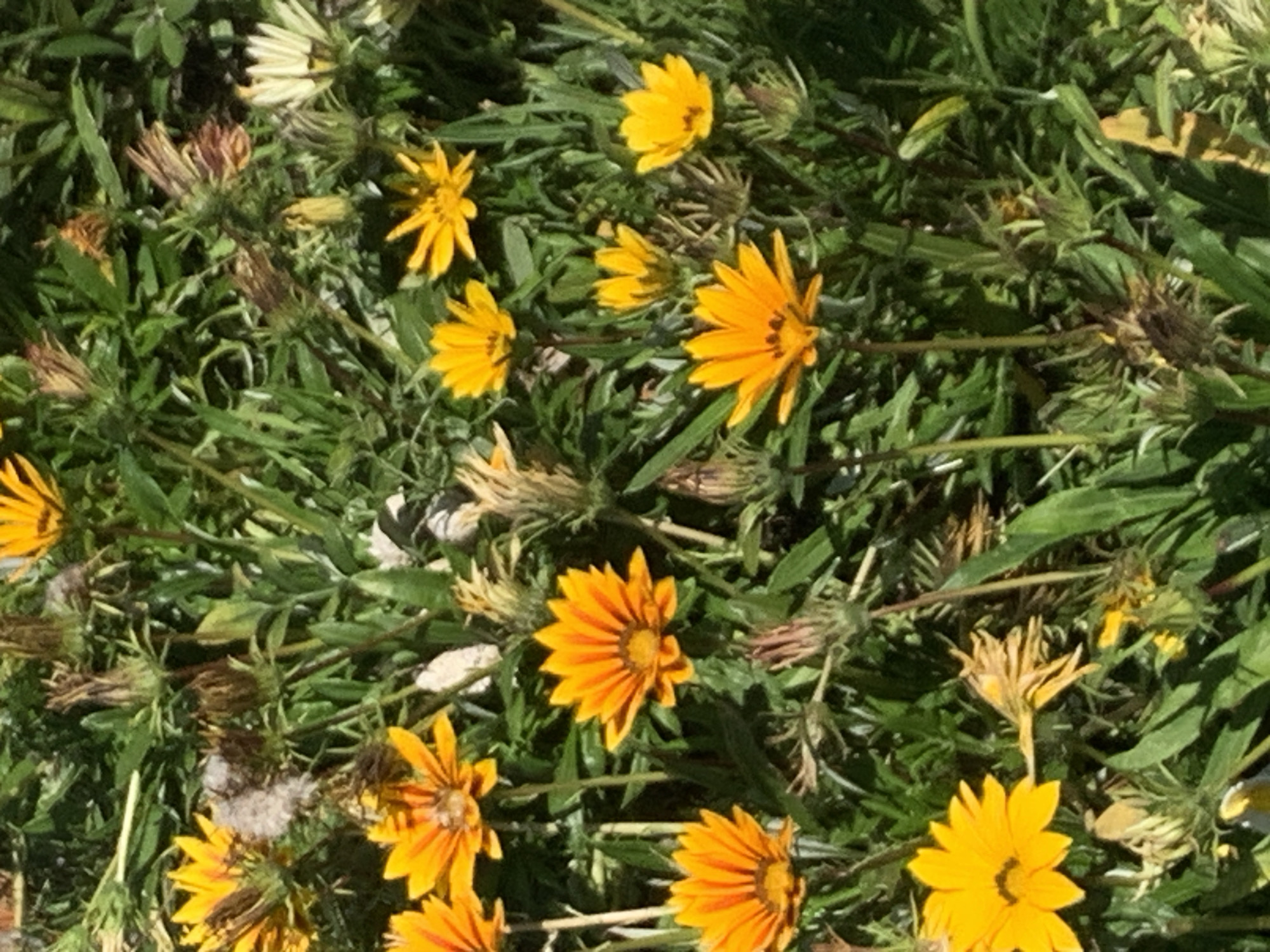 The image shows a close-up view of a patch of flowers and green foliage, bathed in sunlight. The flowers are predominantly orange and yellow, with some white flowers also visible. They appear to be gazanias, characterized by their daisy-like appearance and bright colors. The petals are radiating outwards from a central disk. Among the flowers are numerous green, leafy stems and some dried seed heads or spent blooms, adding texture and depth to the scene. The overall impression is of a vibrant, natural garden or park setting. The image does not contain any people, specific landmarks, or identifiable objects that would allow for a precise location within Kolomyia, Ukraine, to be determined.