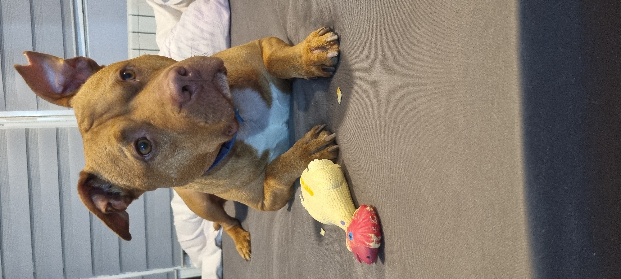 A tan-colored, short-haired dog with white markings on its chest lies on a gray surface, presumably a bed or couch. The dog is wearing a blue collar. A chewed-up, yellow and pink dog toy lies near its paws. The background is indistinct, but includes a white, vertical slatted object that could be blinds or a gate. The location is unknown.