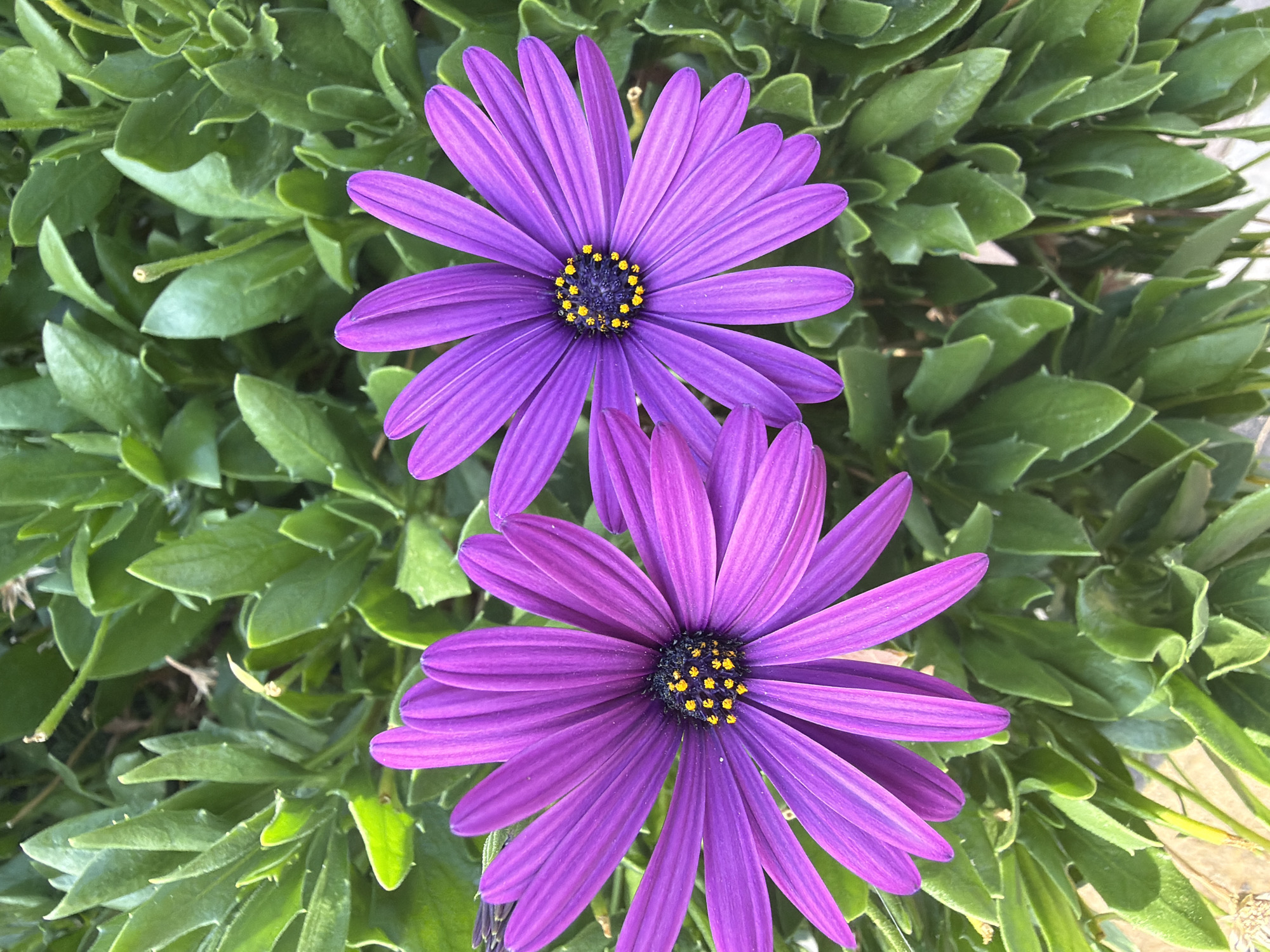 Two vibrant purple daisies are in full bloom against a backdrop of lush green foliage. The daisies are positioned side-by-side, with the one on the left slightly overlapping the one on the right. Each daisy features delicate, elongated purple petals radiating from a dark, textured center dotted with bright yellow stamens. The leaves are a deep green, appearing thick and somewhat waxy, with a slightly serrated edge. The lighting suggests it is daytime, with sunlight highlighting the textures of the petals and leaves. The scene is a close-up, focusing on the beauty of the flowers and their surrounding greenery. There is no evidence of human presence or any identifiable landmarks of Arcahueja, Spain within the frame.