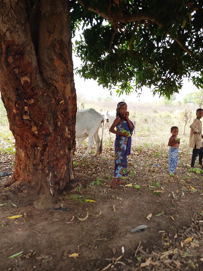 The image portrays an outdoor scene in Igbo Ijaiye, Nigeria, under the shade of a large tree with a thick, textured brown trunk positioned on the left. Three individuals and two cattle are visible.
A young female, estimated between 8-12 years of age, stands barefoot in the center-left, dressed in a blue, purple, and yellow patterned wrap. She holds multiple green, unripe mangoes in her left arm, with her right hand near her mouth. To her immediate right stands a smaller child, approximately 2-4 years old, barefoot and clad in a blue and white patterned lower garment, holding a single green mango in each hand. Further to the right, a male child, approximately 6-10 years old, wears a light brown, long-sleeved tunic and dark trousers, facing left.
In the mid-ground, behind the central female, two white cattle are partially visible, facing away from the camera. The ground beneath the tree is dry, reddish-brown soil, scattered with dry leaves and numerous green, unripe mangoes. Sparse green vegetation emerges in patches. The background consists of an open, somewhat hazy landscape with distant vegetation under a pale sky.