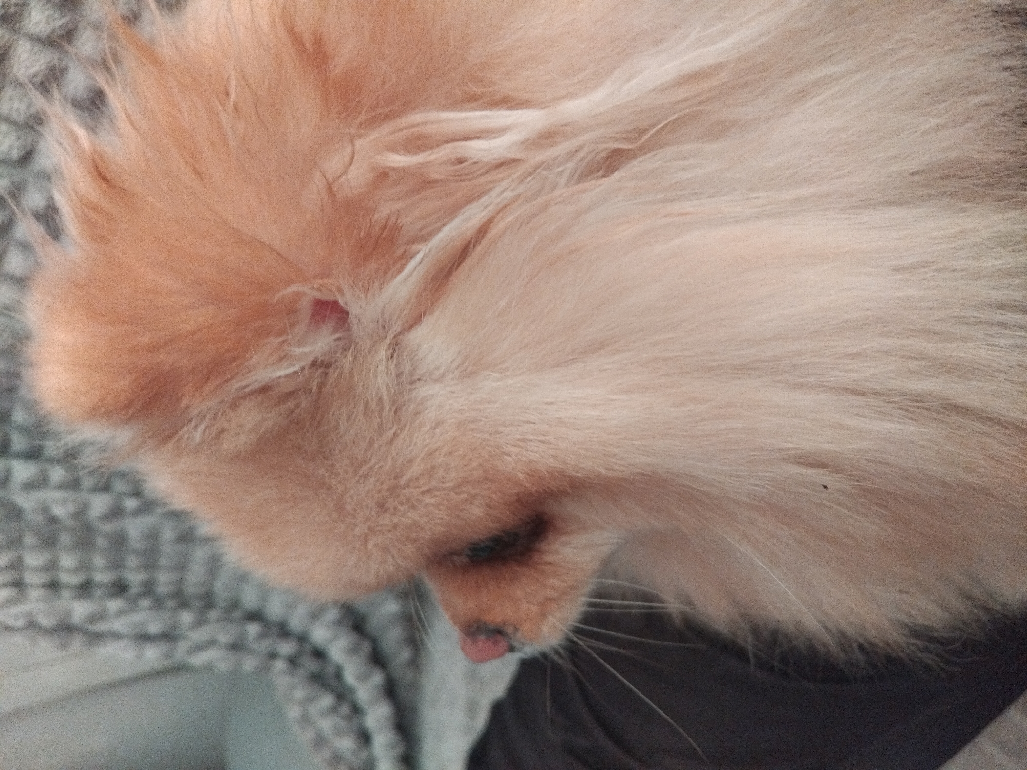 A close-up, side-profile shot captures a Pomeranian dog's face. The dog's light orange fur is soft and fluffy, obscuring most of its body. Its pink nose is wet, and its dark eye is partially visible. The dog is resting on a textured, gray blanket. The lighting is soft, and the background is out of focus, creating a shallow depth of field. The image is taken in Apriltsi, Bulgaria.