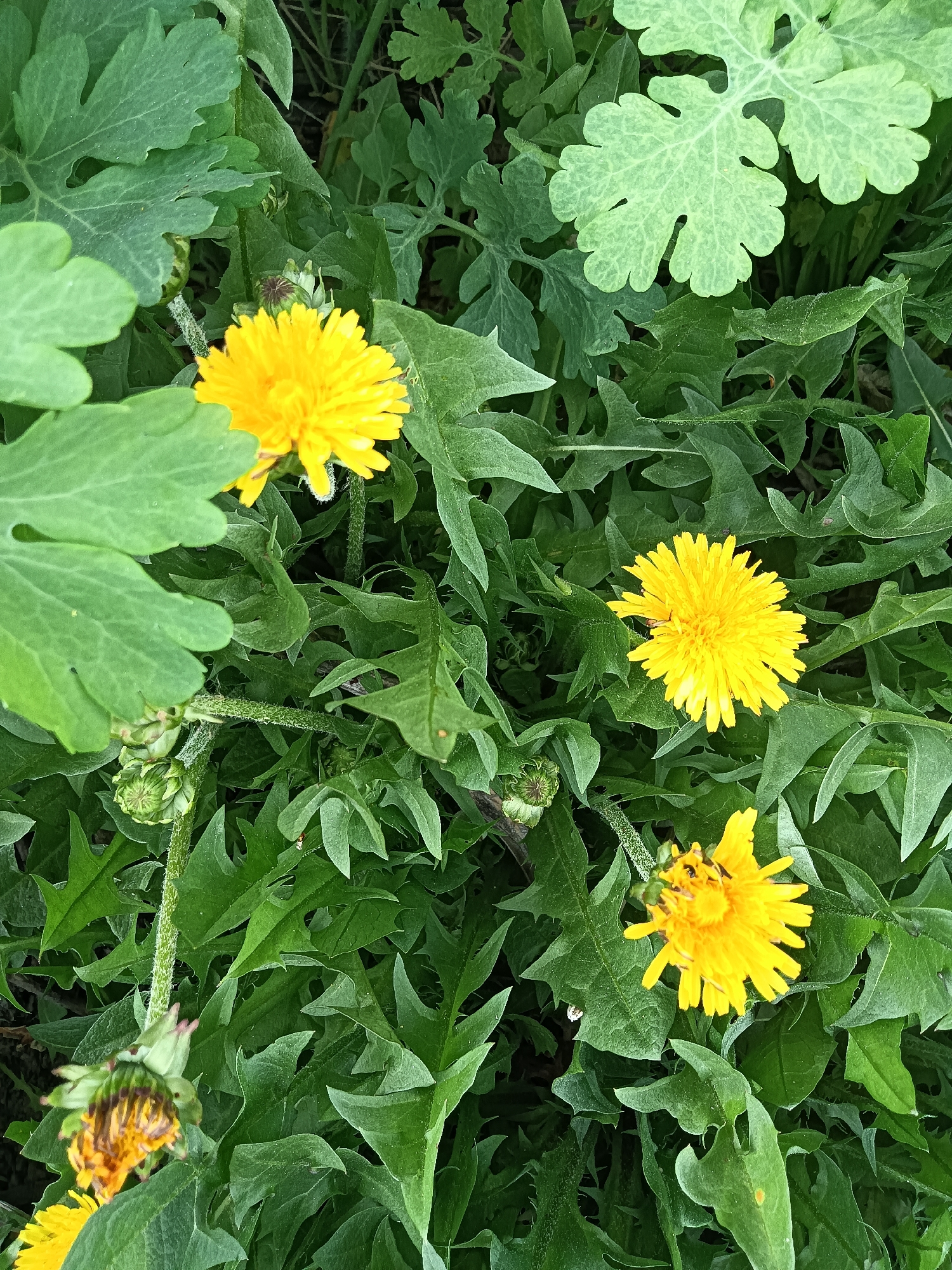 The image shows a patch of ground covered in various green plants. The most prominent plants are dandelions, with three yellow flowers in full bloom visible near the center and top of the frame, and one dandelion head that has gone to seed near the bottom left. Other green plants with different leaf shapes surround the dandelions, some with rounded, lobed leaves and others with more jagged, irregular edges. There is no indication of the location being in Глубокое, Kazakhstan or any information on people, subjects, objects, actions, interactions.